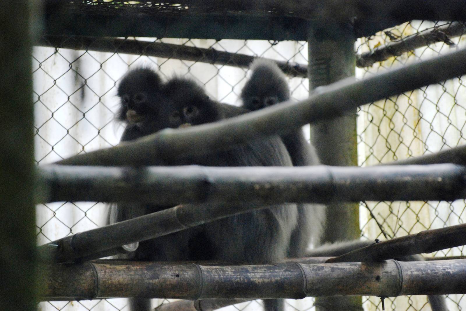 Southern Phayre's Langurs at EPRC Cuc Phuong, 10/03/12