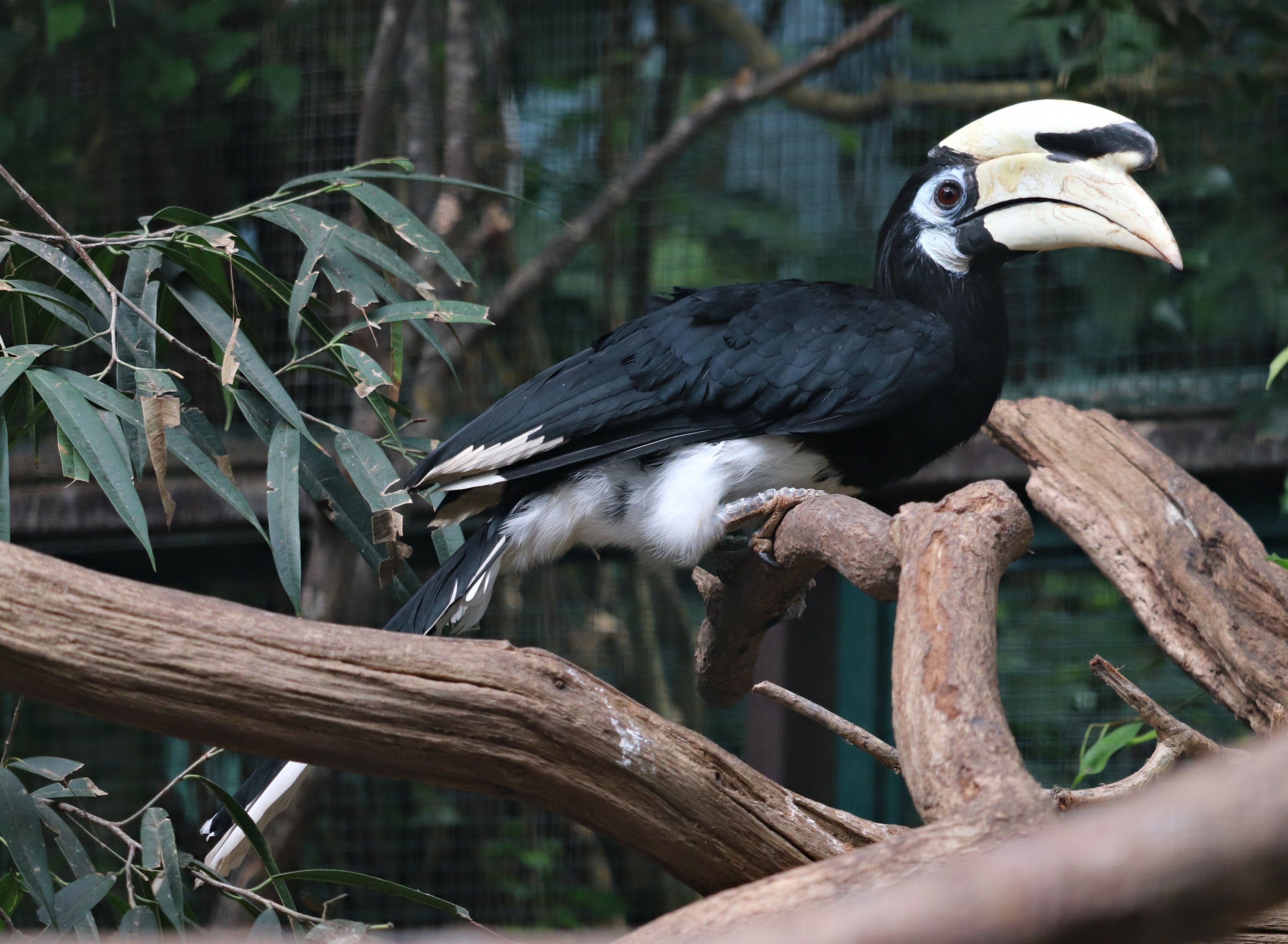 Southern pied hornbill (Anthracoceros albirostris convexus) - Jungle Trail