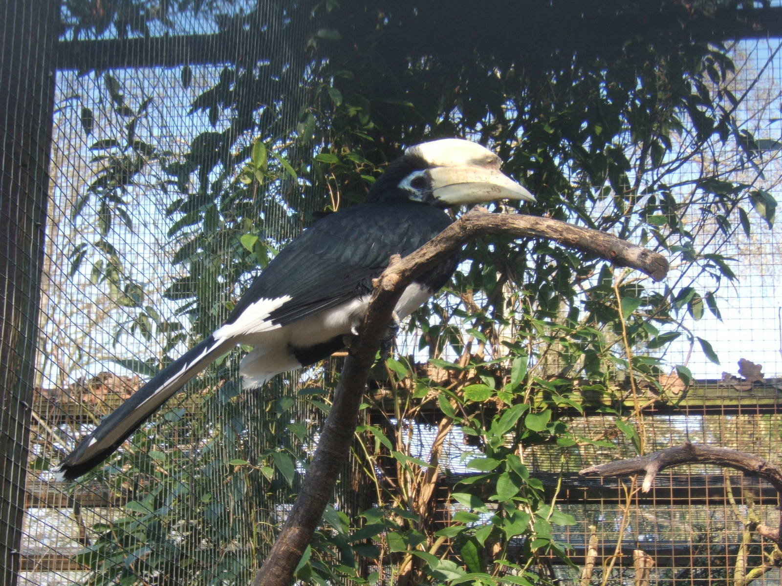 Southern Pied Hornbill (Anthracoceros albirostris convexus)