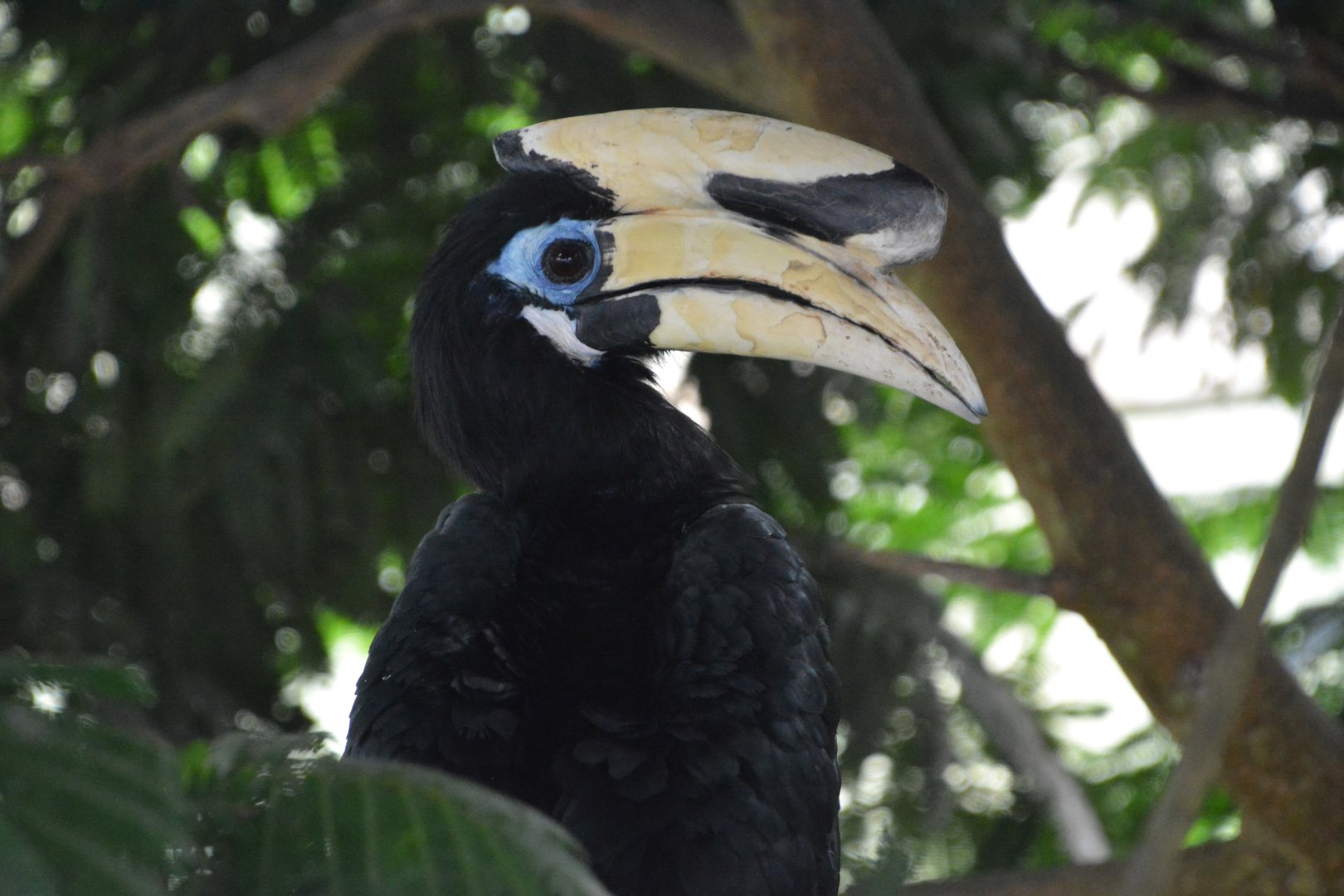 Southern pied hornbill (Anthracoceros albirostris convexus)