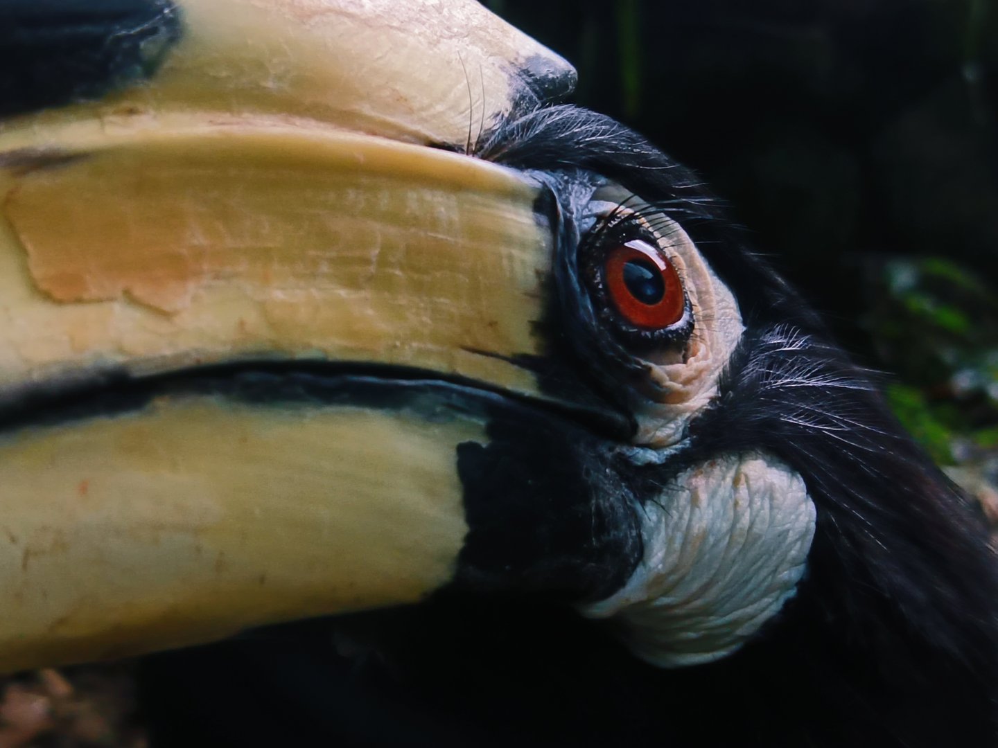Southern Pied Hornbill (Anthracoceros albirostris convexus)