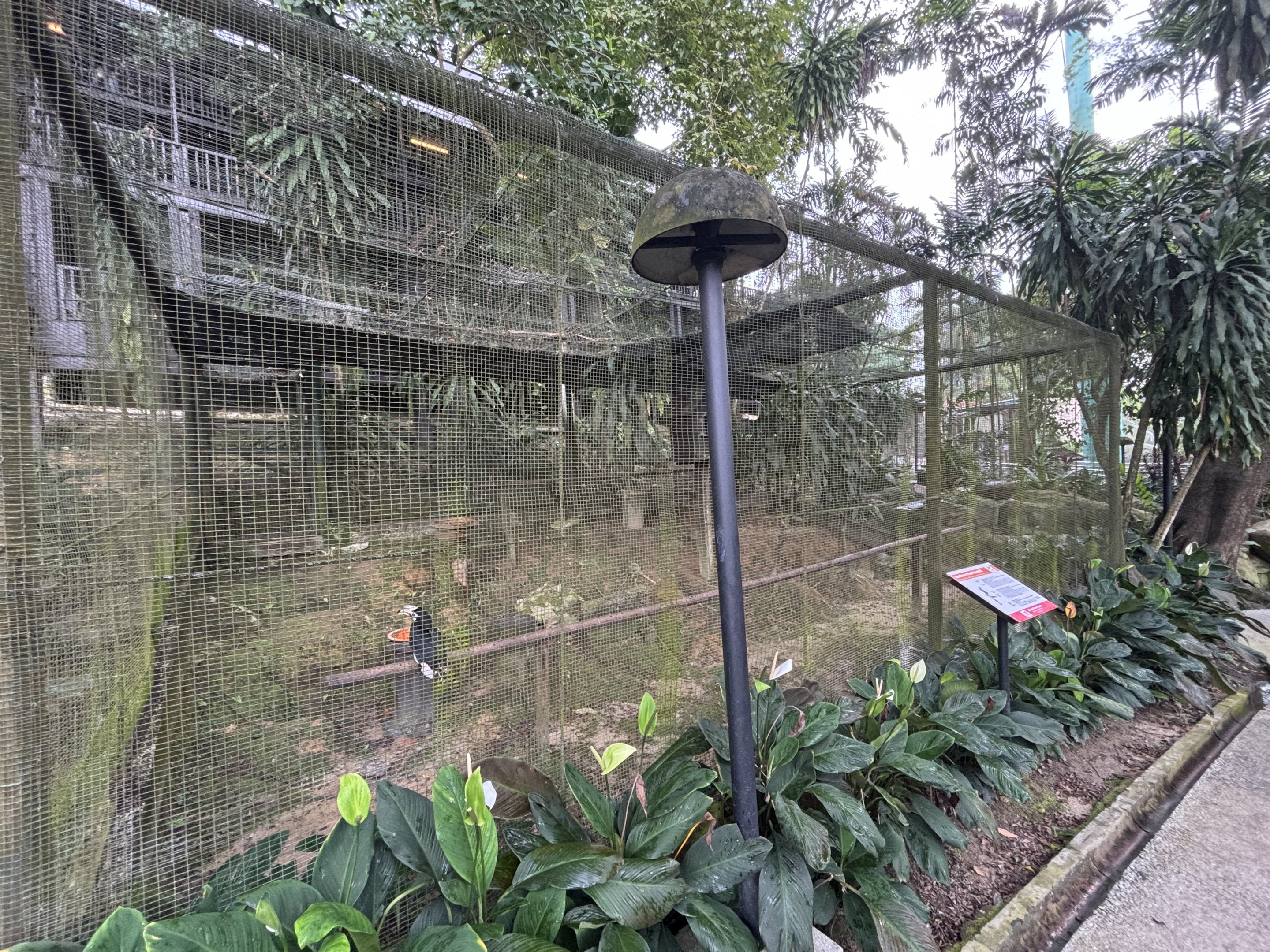 Southern Pied Hornbill Aviary