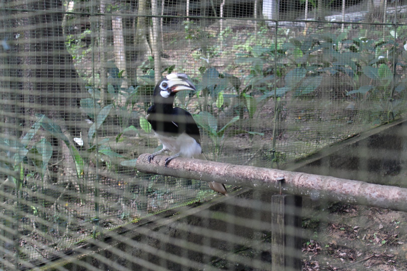 Southern pied hornbill