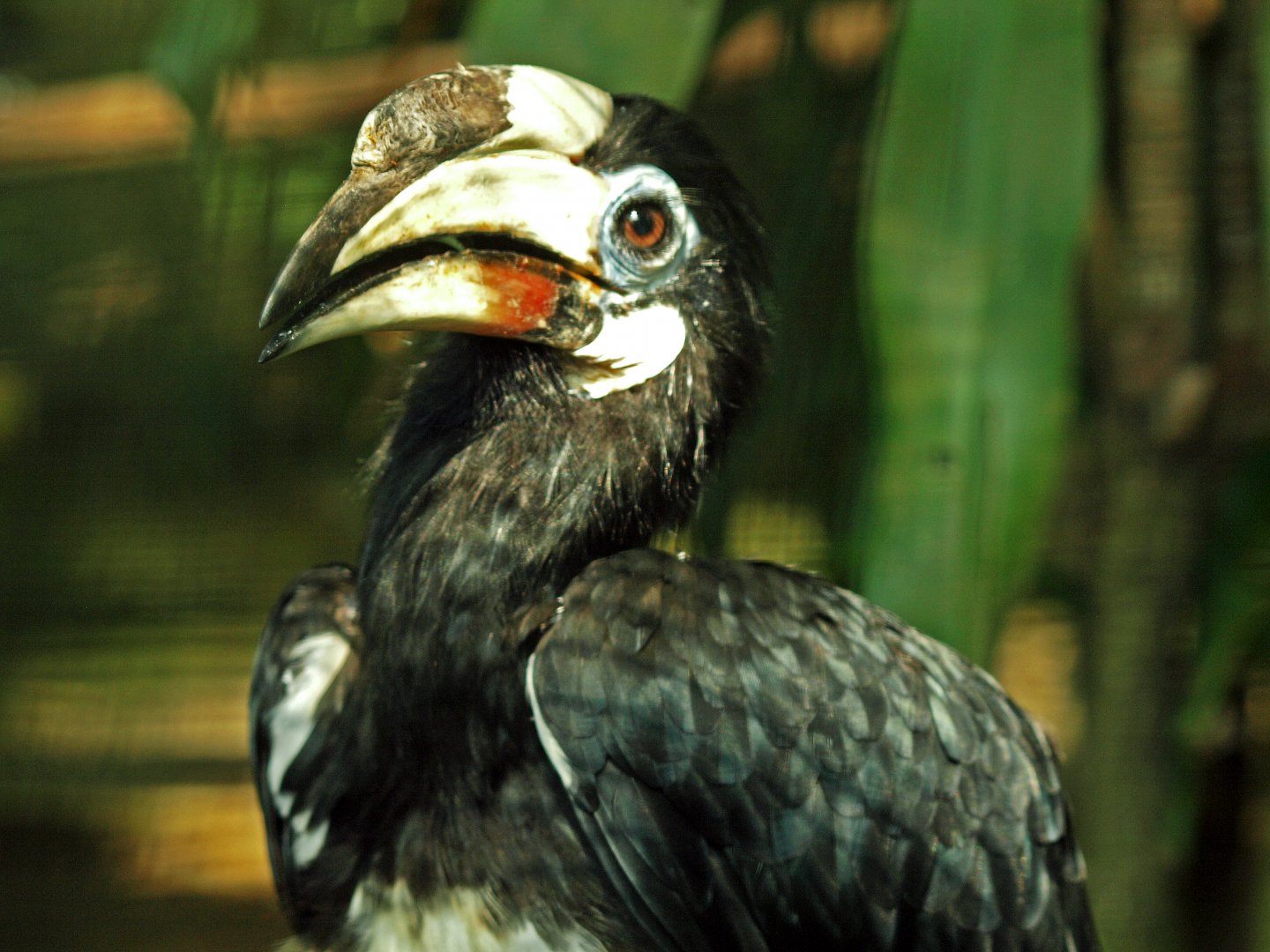 Southern Pied hornbill