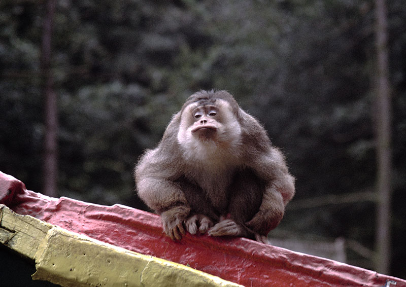 Southern pig-tailed macaque 1974
