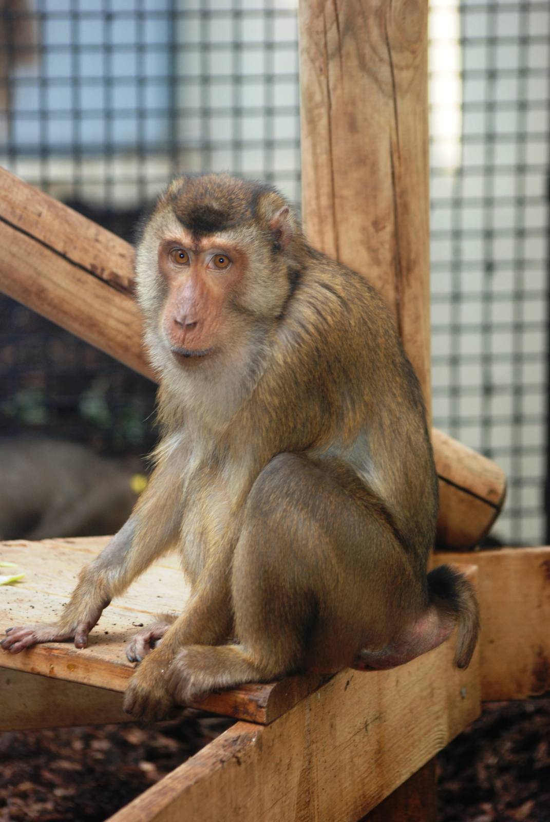 Southern Pig-tailed Macaque at Burgers Zoo Arnhem, 30/05/12
