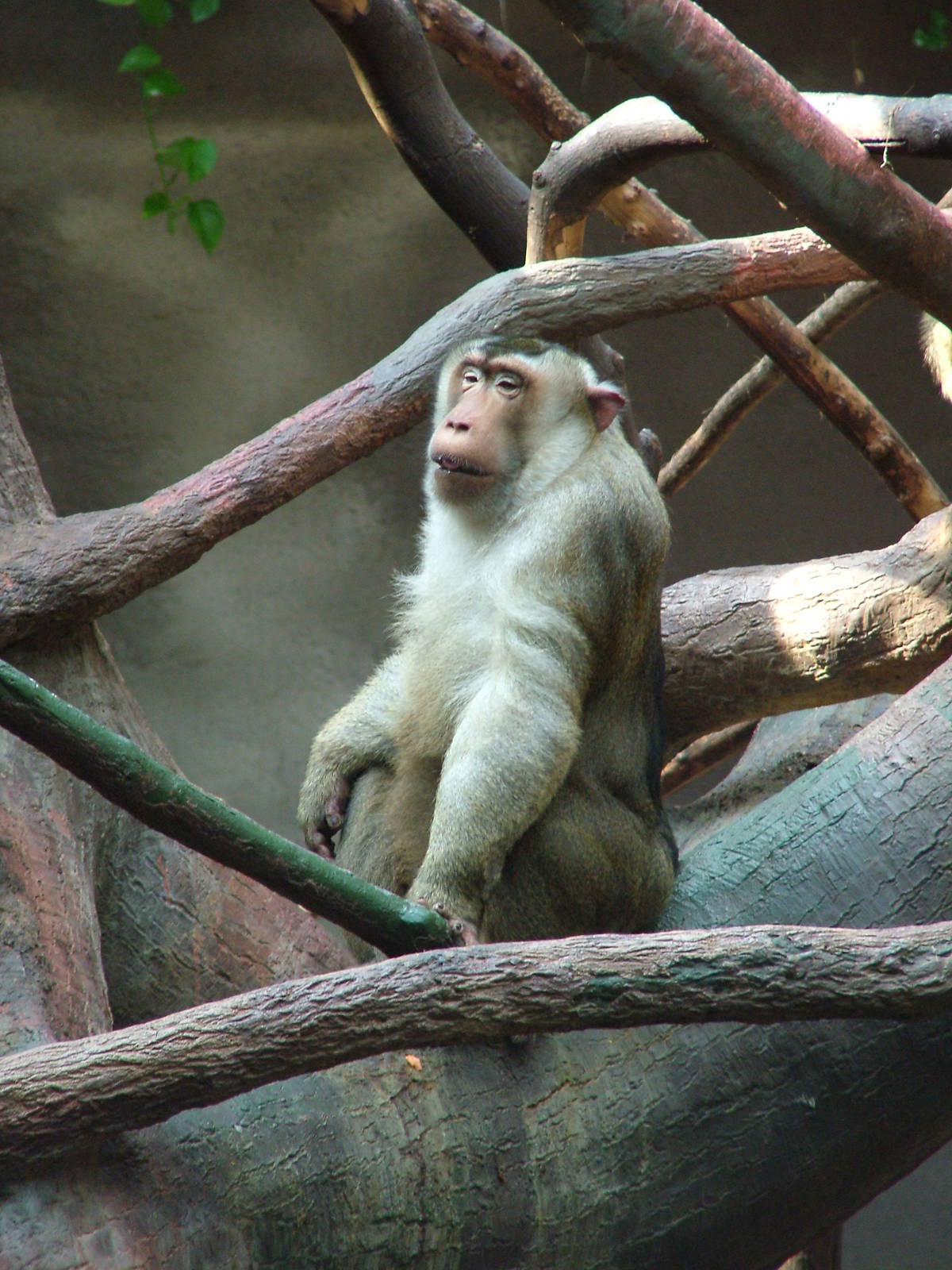 Southern Pig-tailed Macaque at Prague, 24/05/10