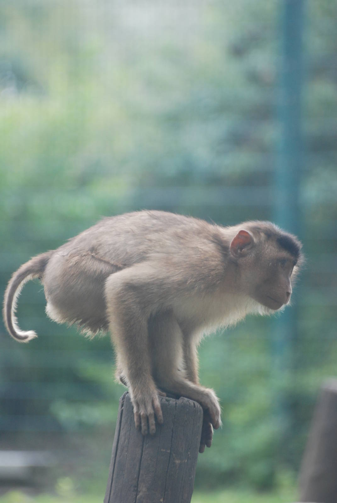 Southern Pig-tailed Macaque at Tierpark Berlin, 30/08/11