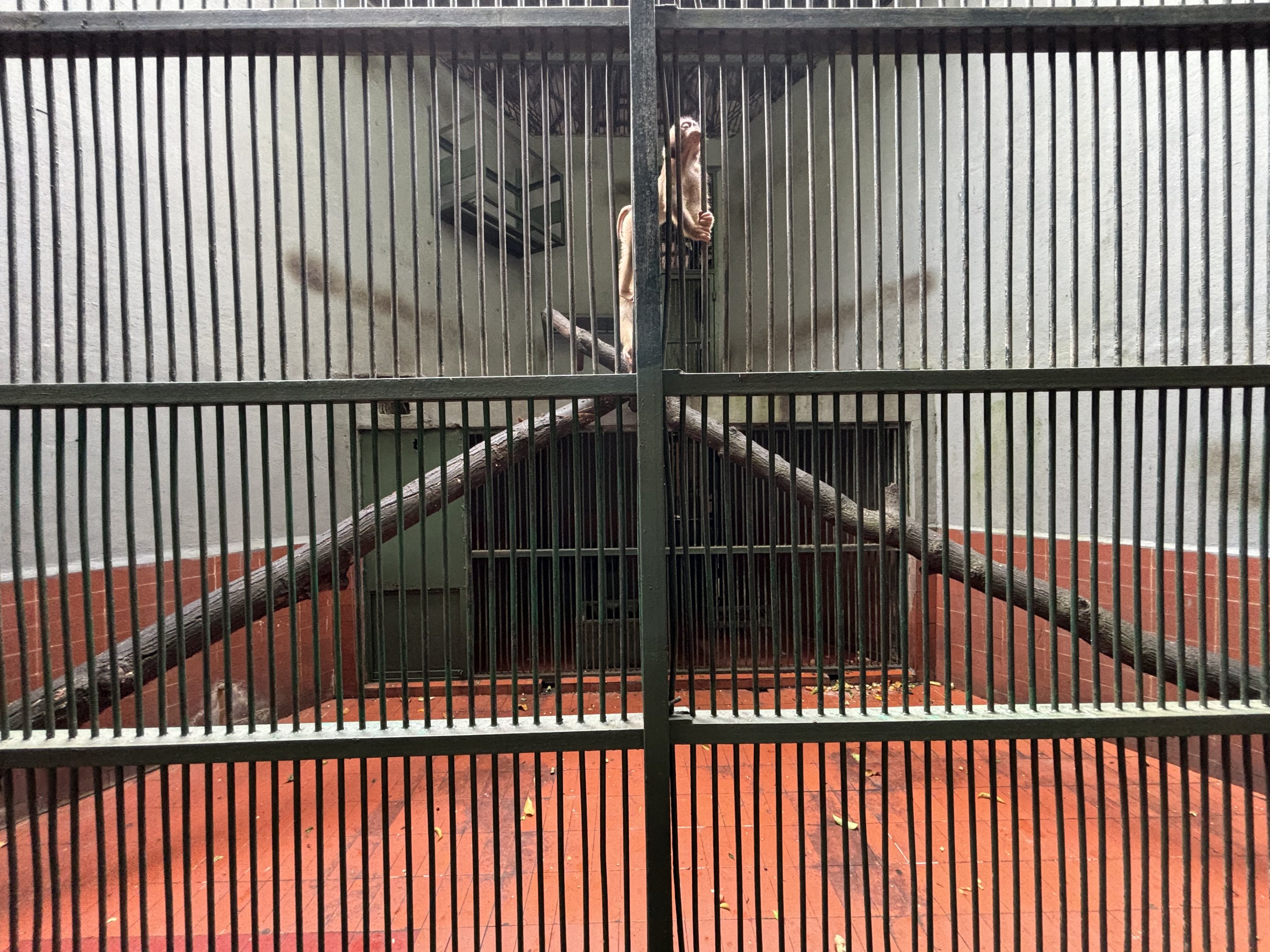 Southern Pig-tailed Macaque Exhibit #1