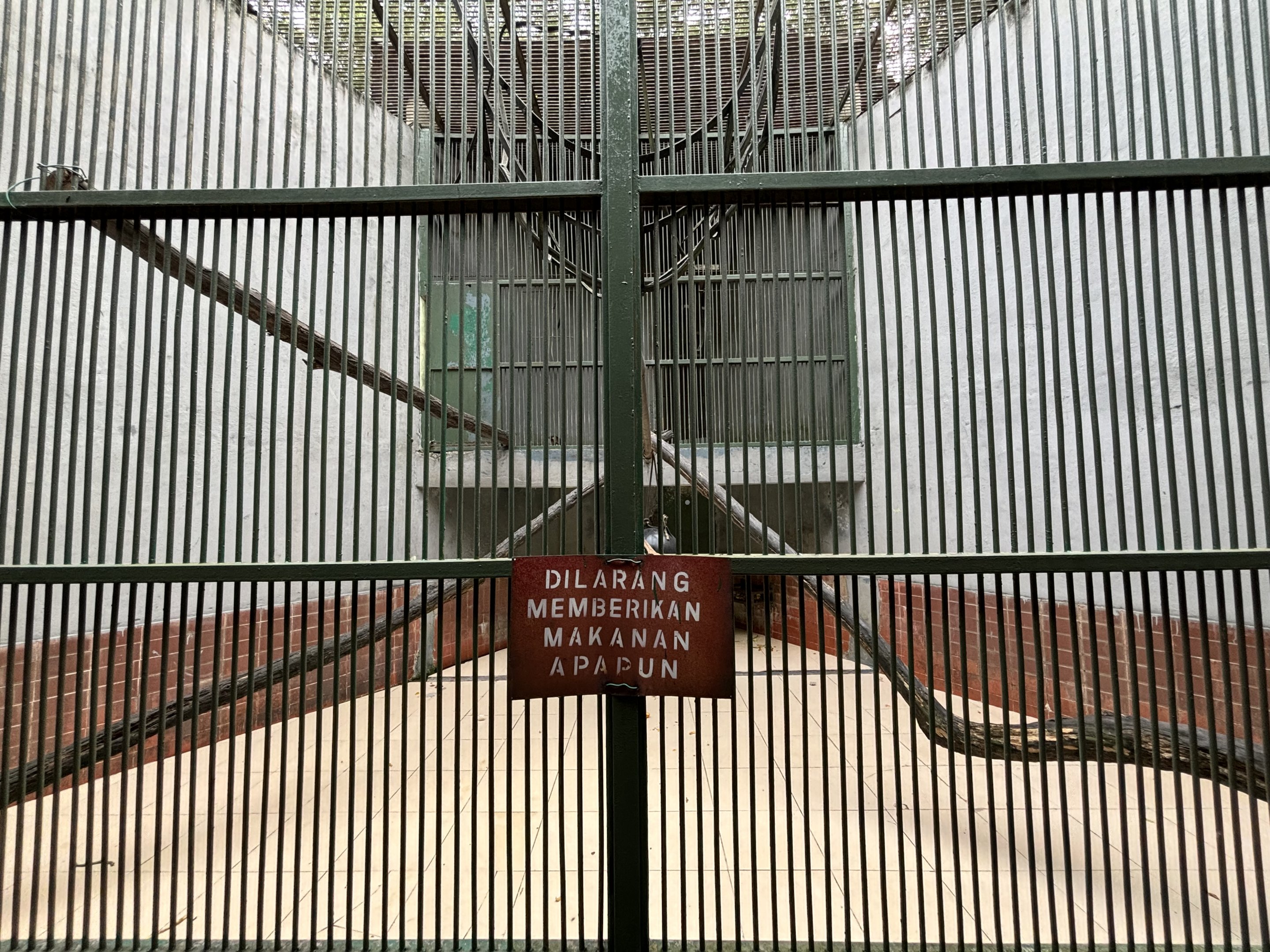 Southern Pig-tailed Macaque Exhibit #2