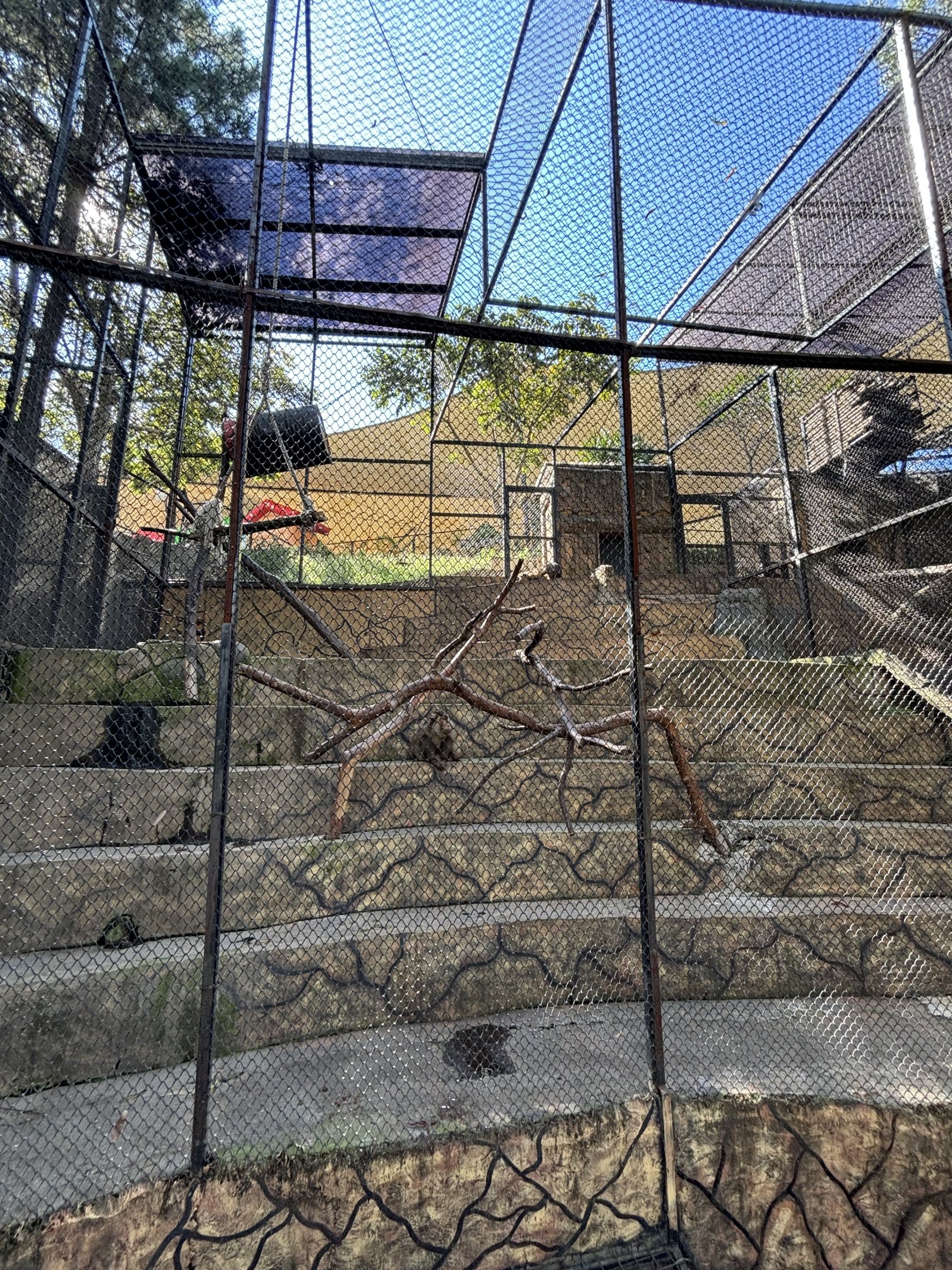 Southern Pig-tailed Macaque Exhibit