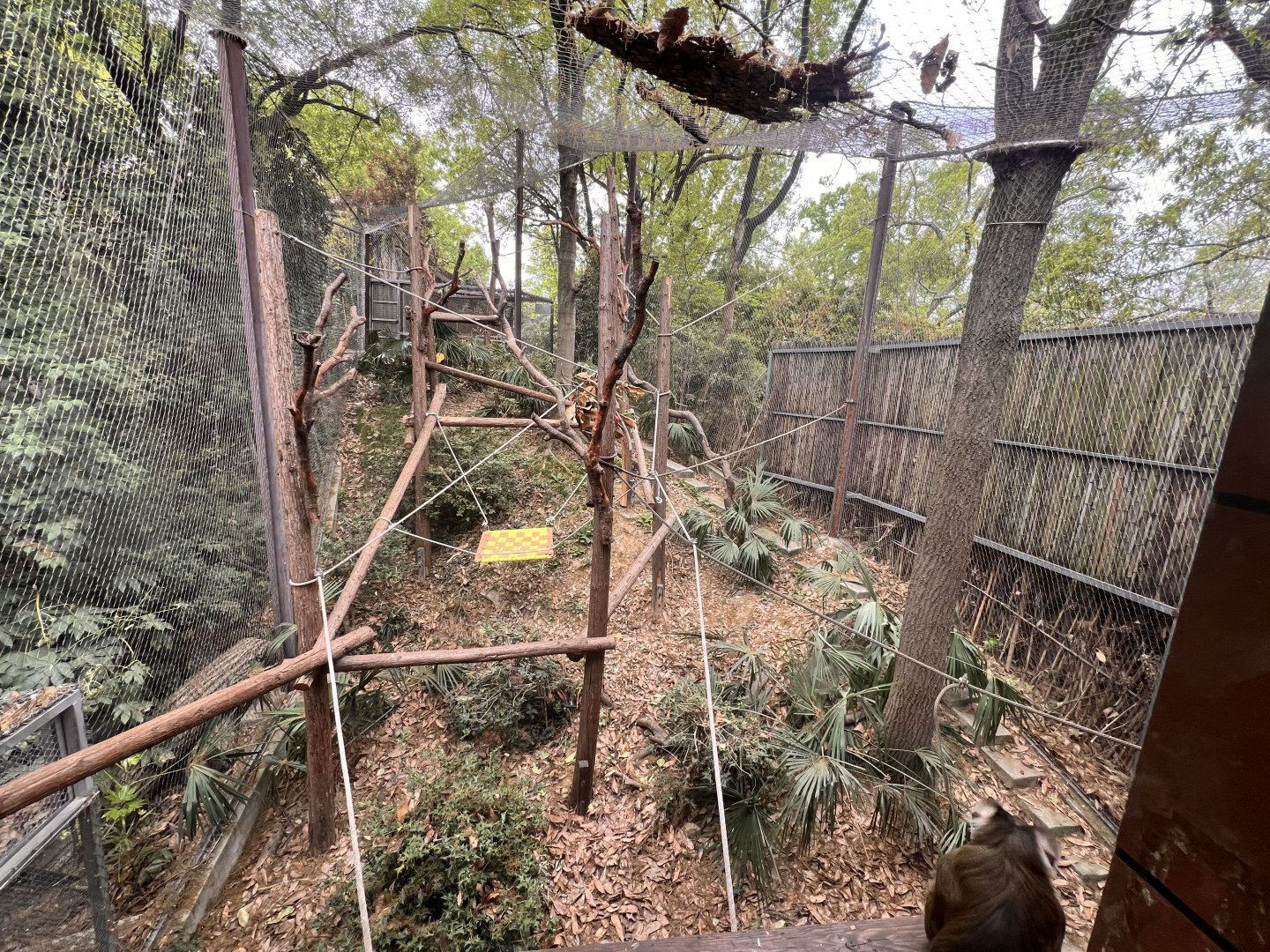 Southern Pig-Tailed Macaque Exhibit
