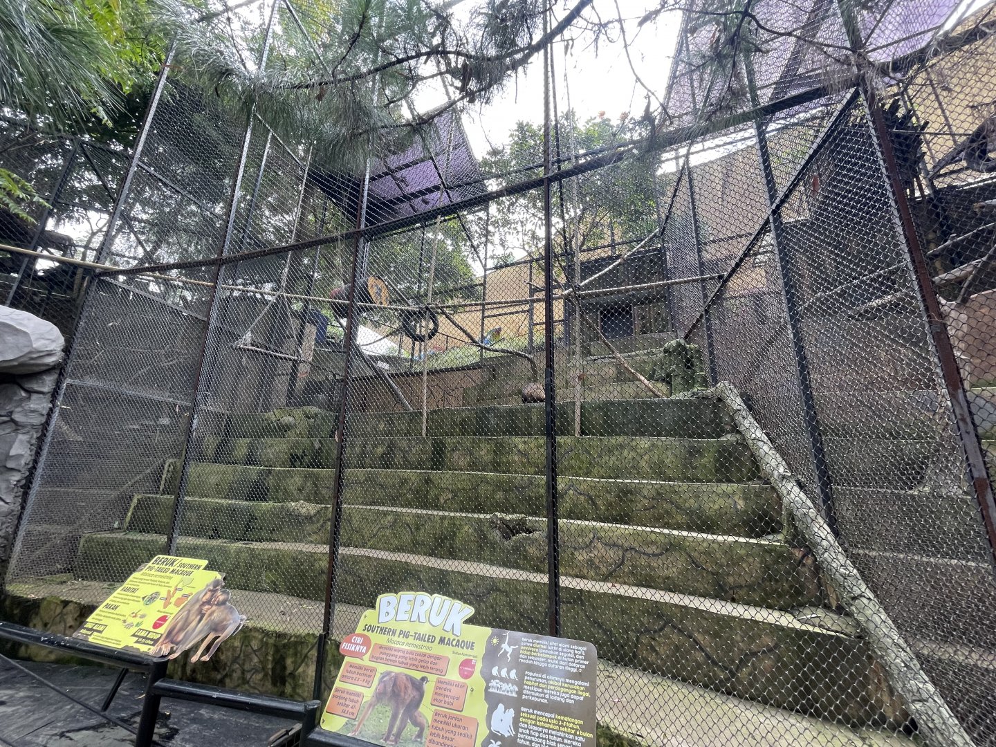 southern pig-tailed macaque exhibit