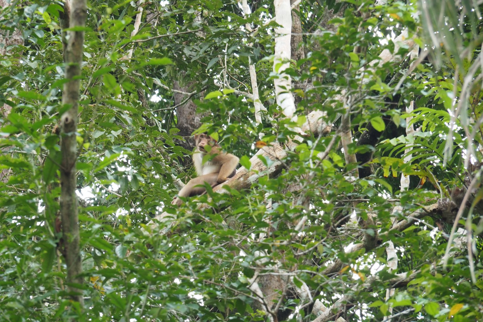 Southern Pig-tailed Macaque in a Tree on the Kinabatangan River, Sabah, Borneo