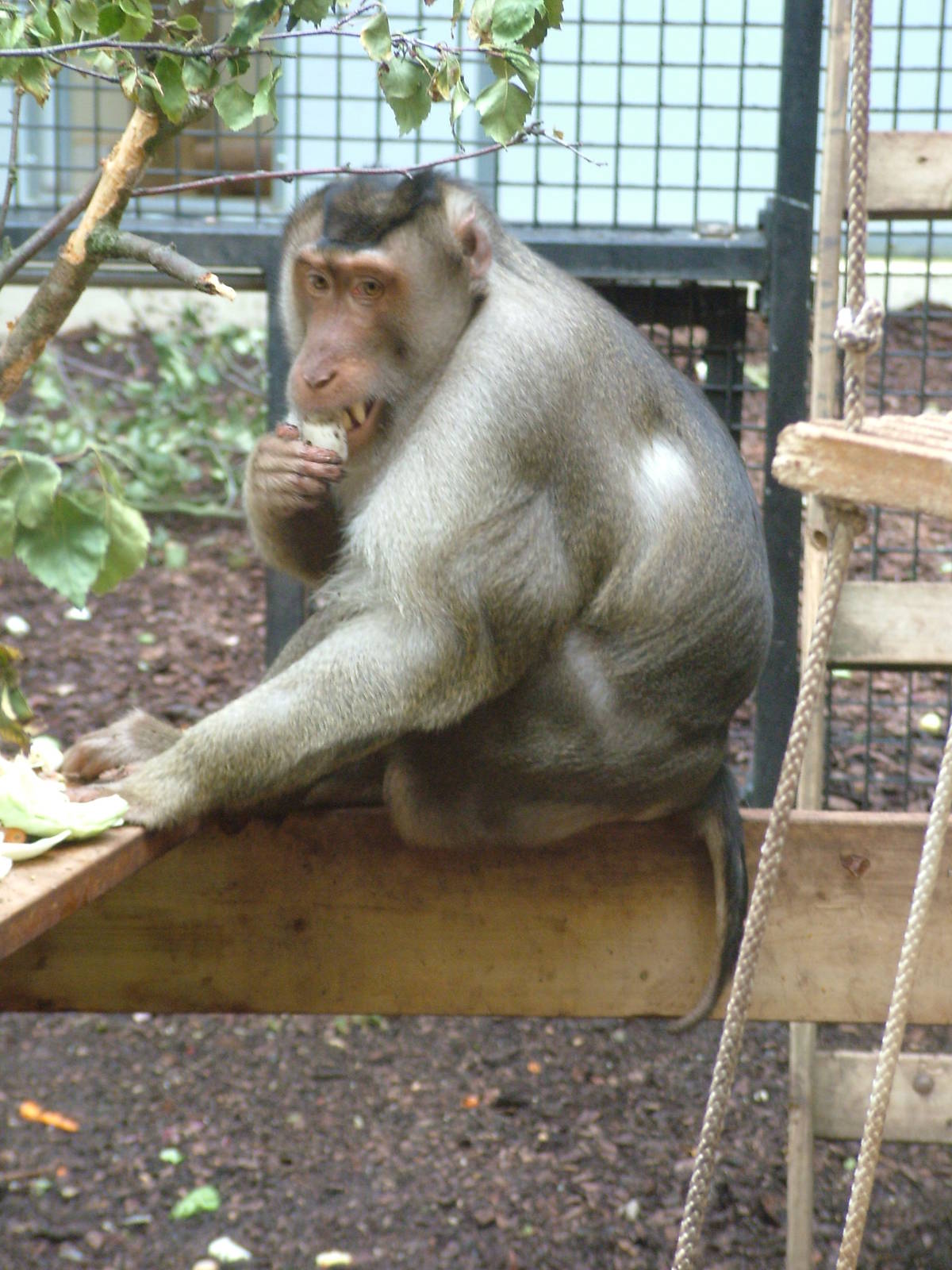 Southern Pig-tailed Macaque in Burgers Rimba at Burgers Zoo Arnhem, 29/08/1
