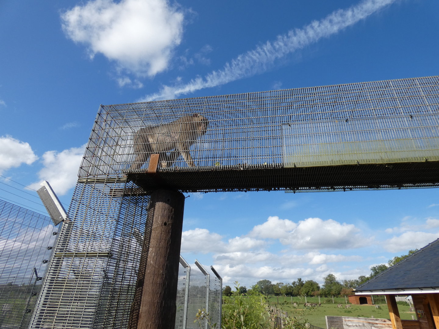 Southern pig-tailed macaque in overhead tunnel