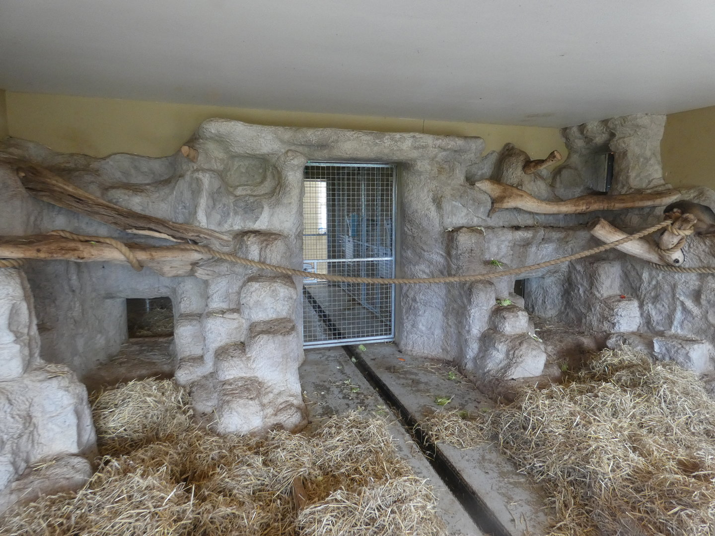 Southern pig-tailed macaque indoor enclosure