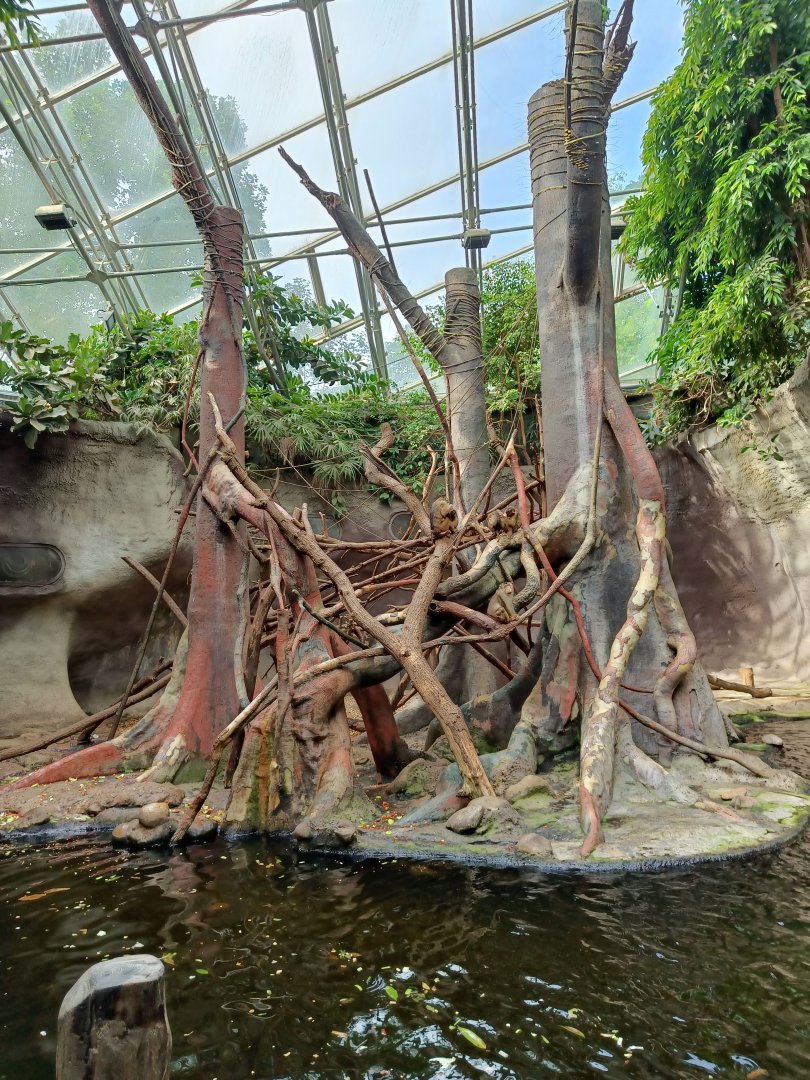 Southern Pig-tailed Macaque island - Indonesian Jungle Pavilion