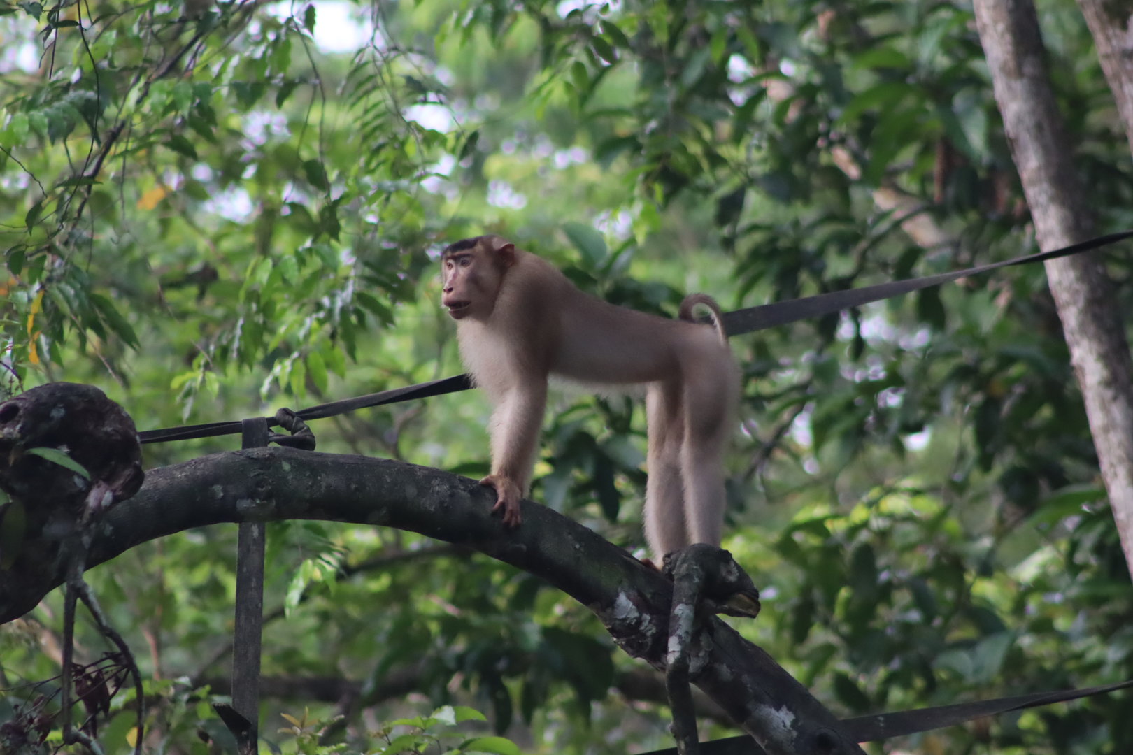 Southern pig-tailed macaque - Kinabatangan River, 14 June 2023