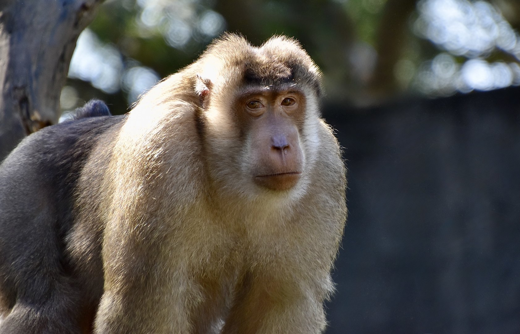 Southern Pig-Tailed Macaque (Macaca nemestrina) male