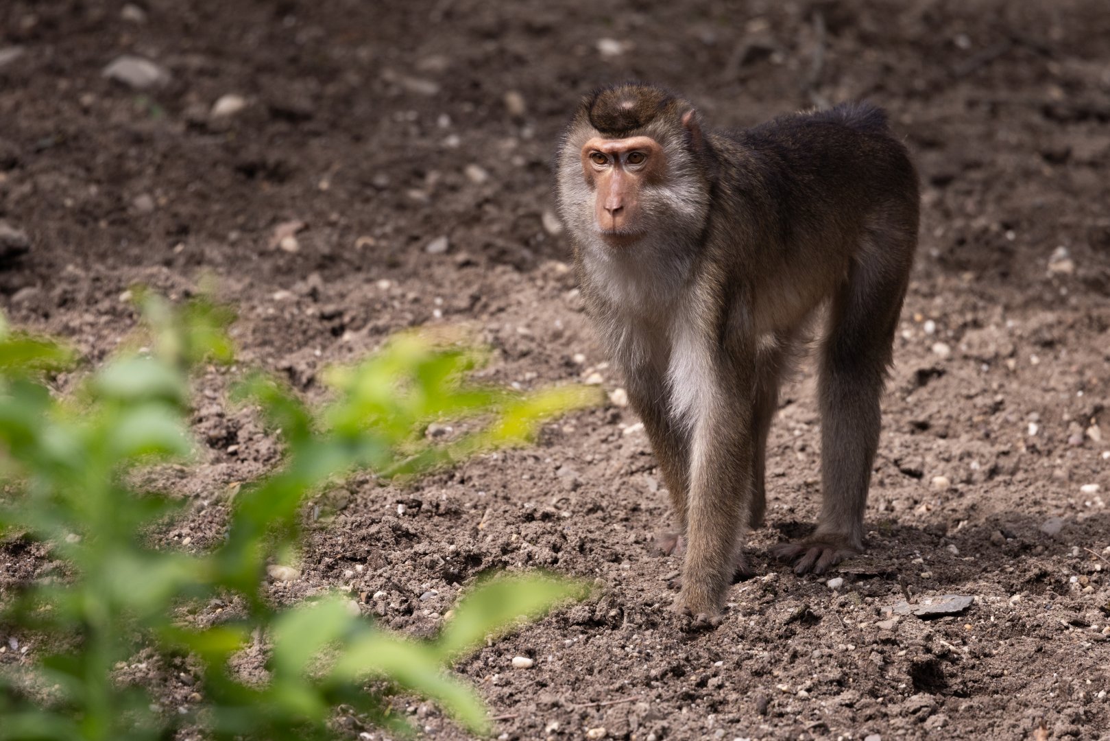 Southern Pig-tailed Macaque (Macaca nemestrina) - Rimba
