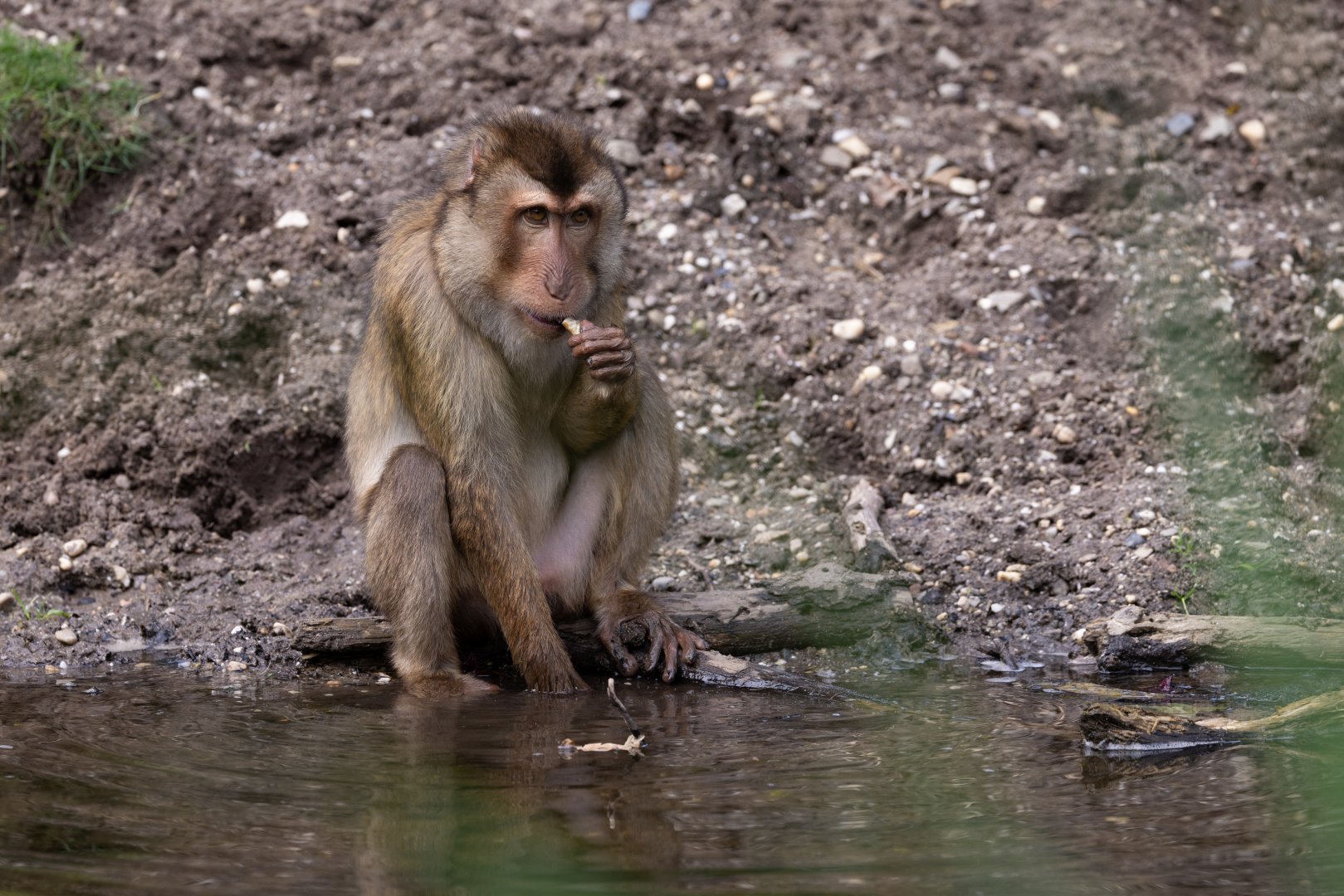 Southern Pig-tailed Macaque (Macaca nemestrina) - Rimba