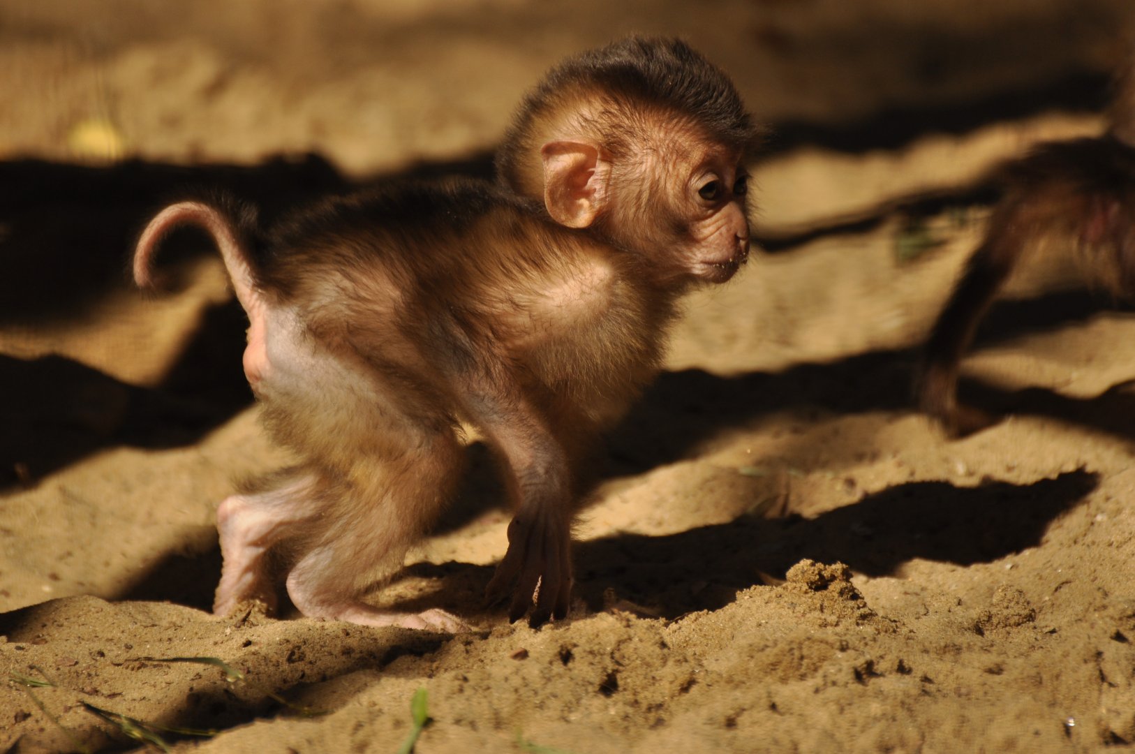 Southern pig-tailed macaque (Macaca nemestrina)