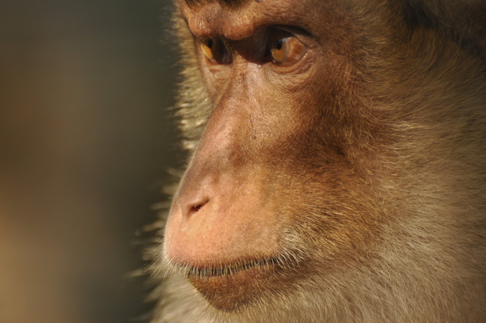 Southern pig-tailed macaque (Macaca nemestrina)