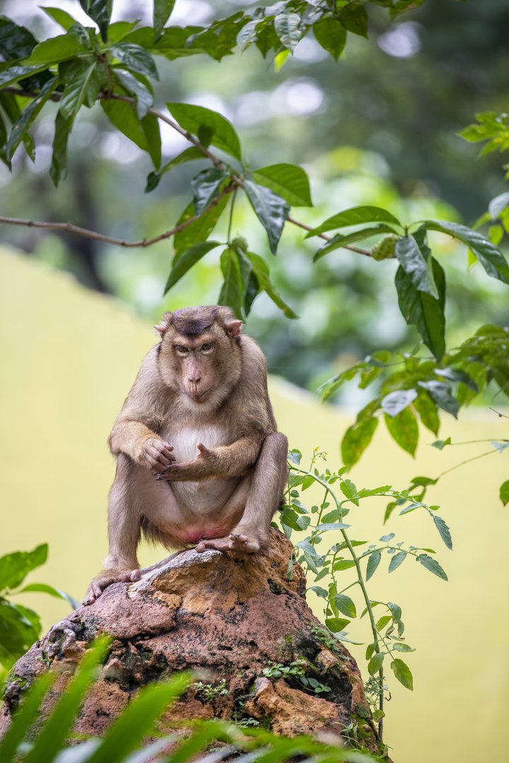 Southern pig-tailed macaque (Macaca nemestrina)