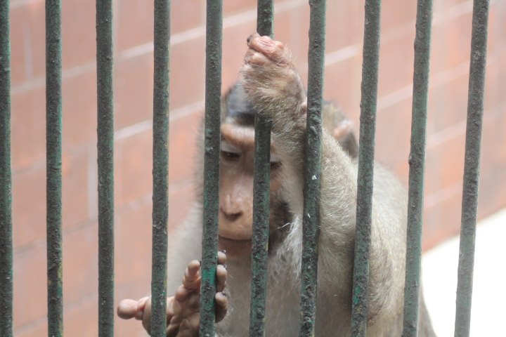 Southern pig-tailed macaque (Macaca nemestrina)