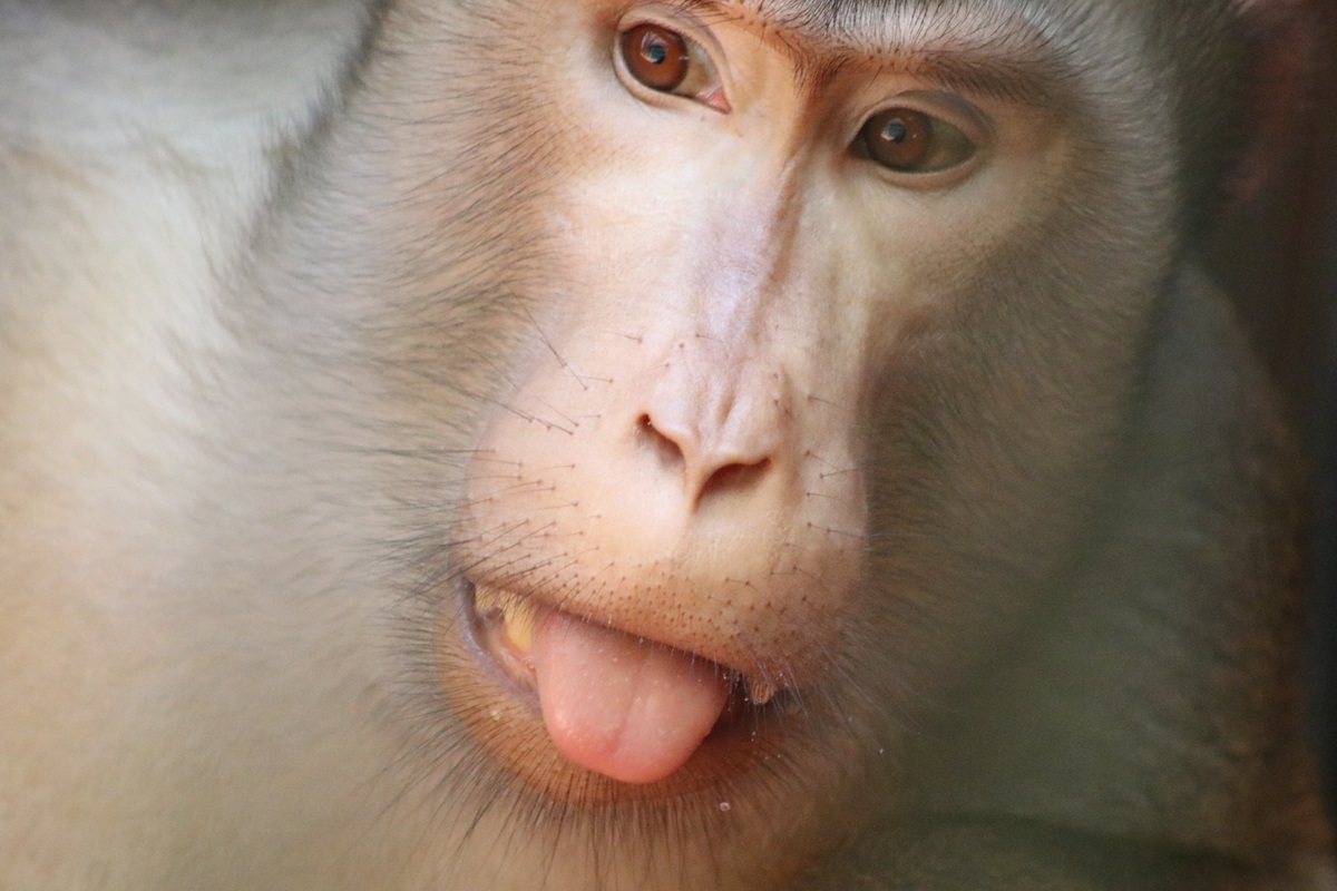 Southern Pig-tailed Macaque (Macaca nemestrina)