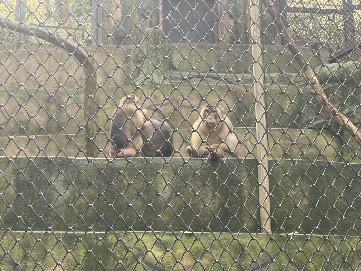 southern pig-tailed macaque (macaca nemestrina)