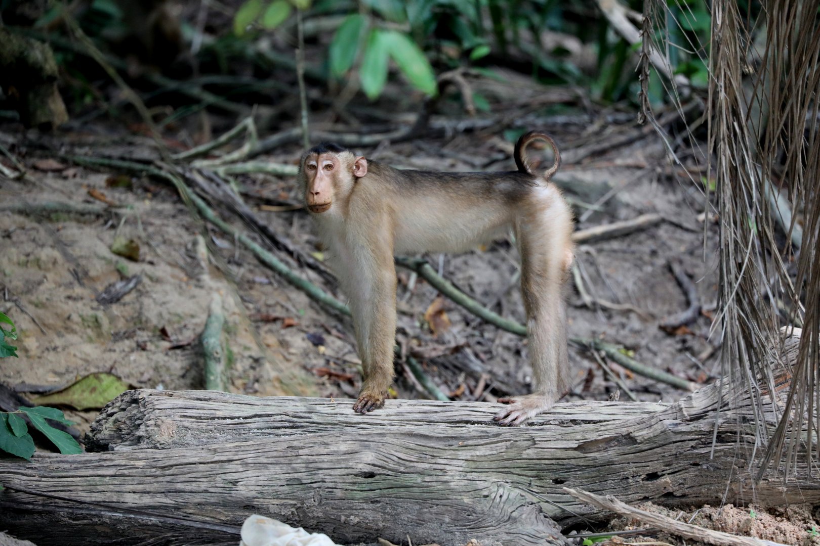 Southern pig-tailed macaque (Macaca nemestrina)