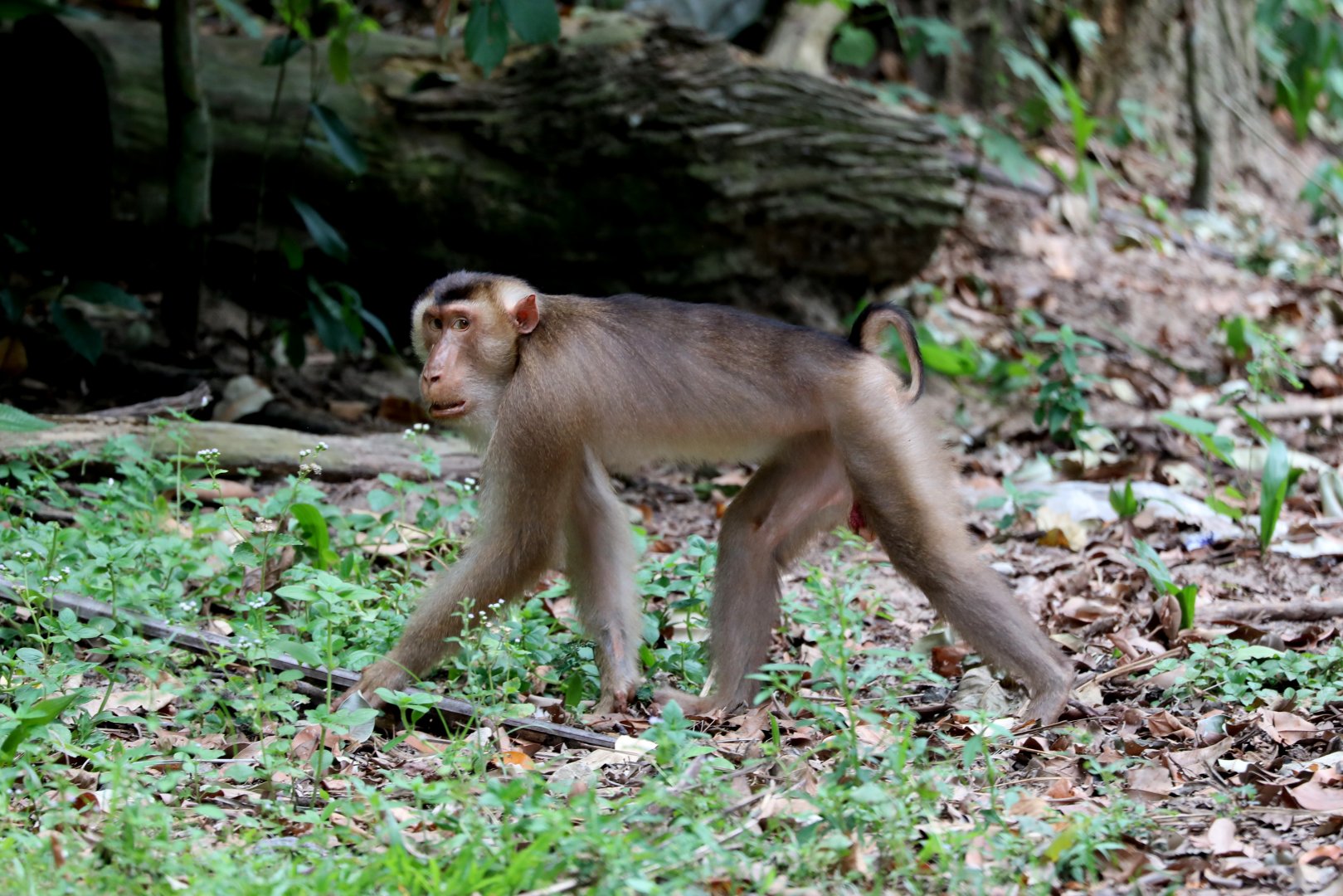 Southern pig-tailed macaque (Macaca nemestrina)