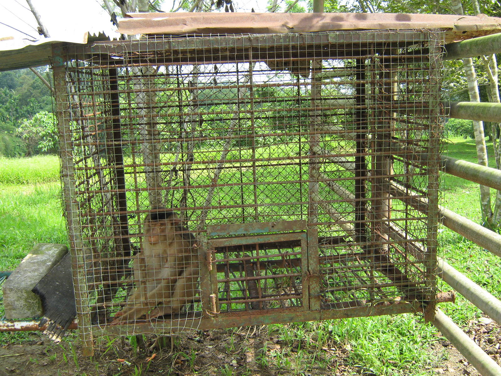 southern pig-tailed macaque (Macaca nemestrina)