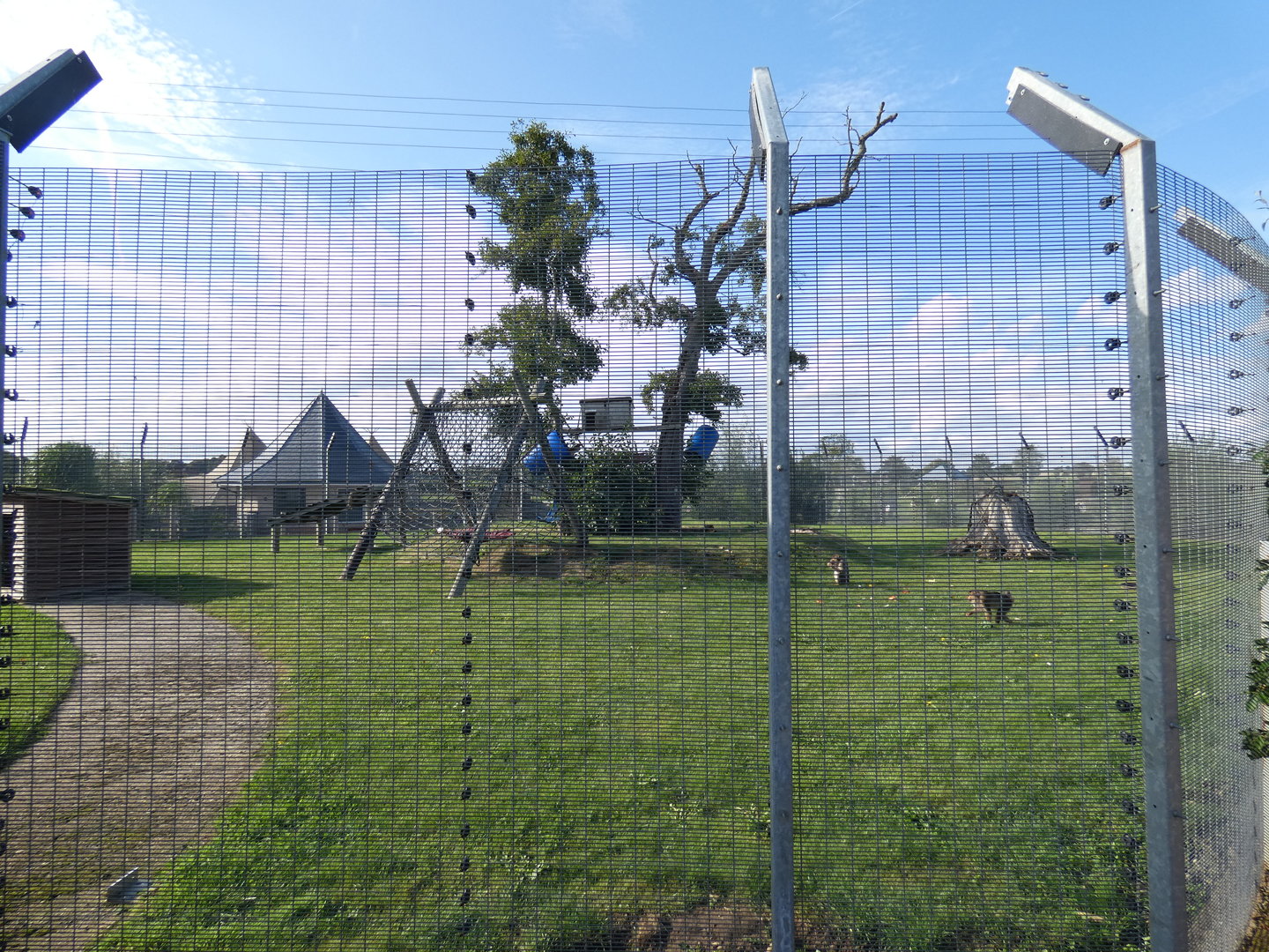Southern pig-tailed macaque outdoor enclosure