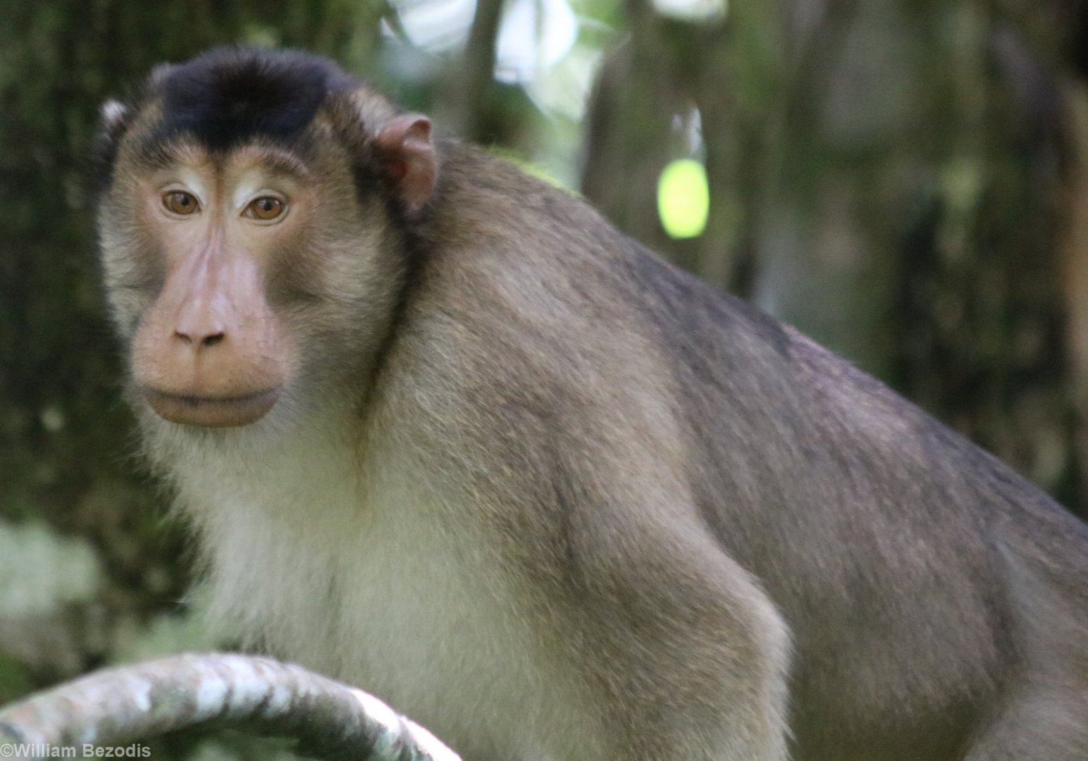 Southern Pig-tailed Macaque - Tapan Road