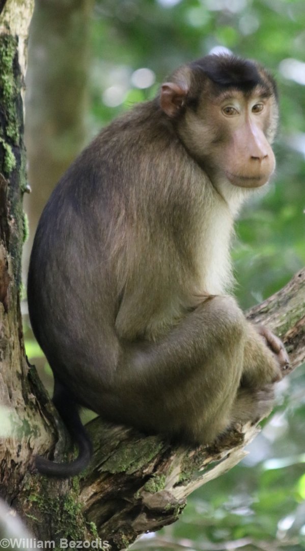 Southern Pig-tailed Macaque - Tapan Road