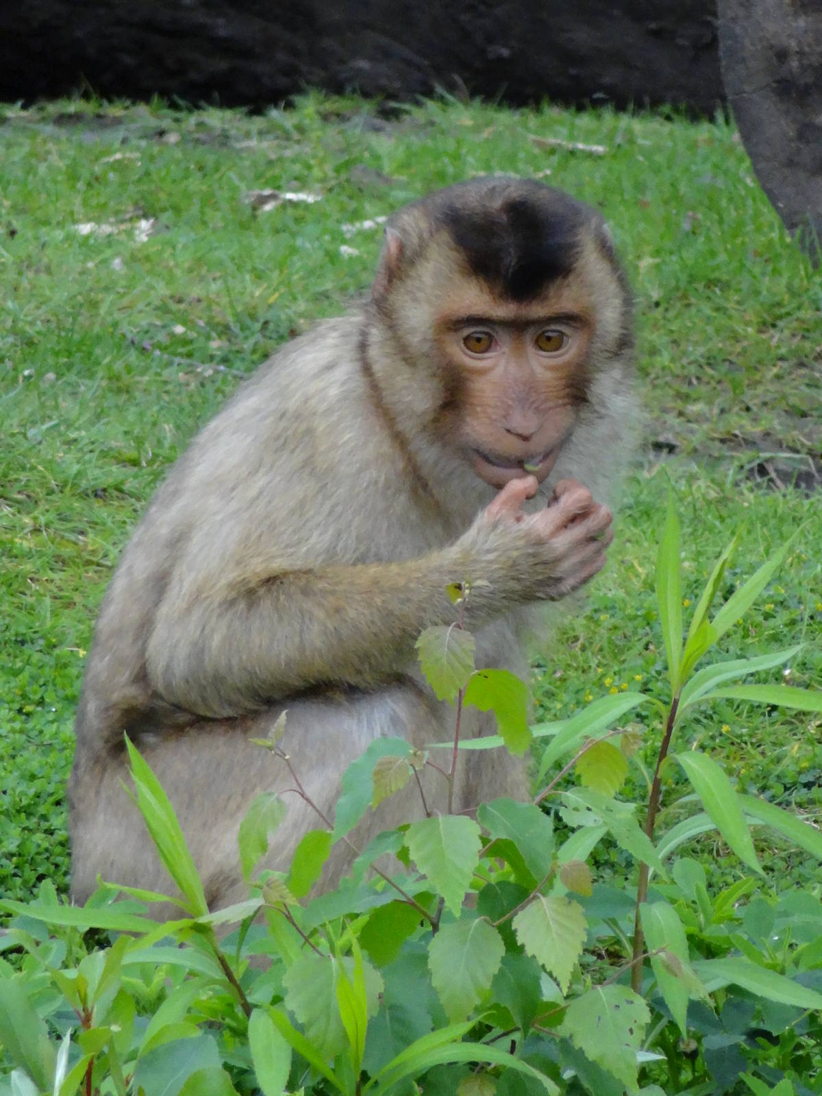 Southern pig-tailed macaque