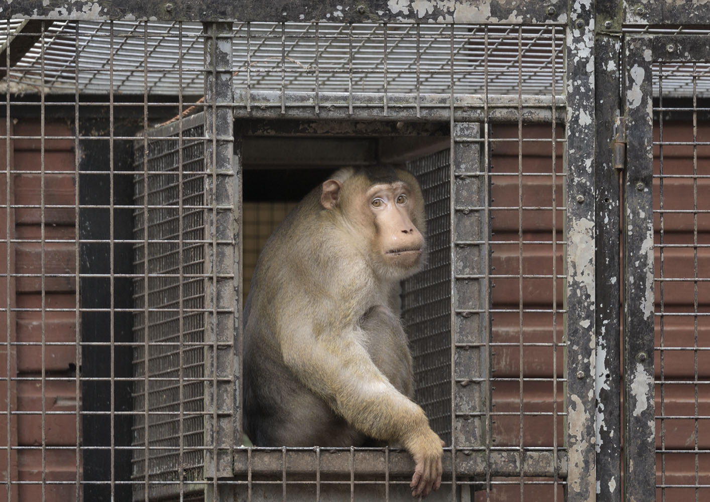 Southern pig-tailed macaque