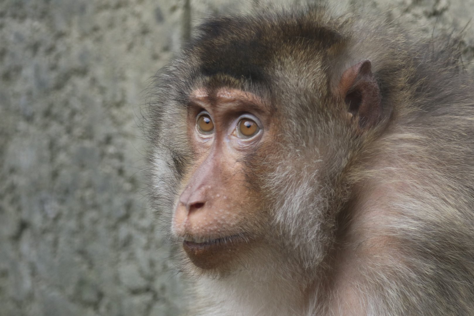 Southern pig-tailed macaque