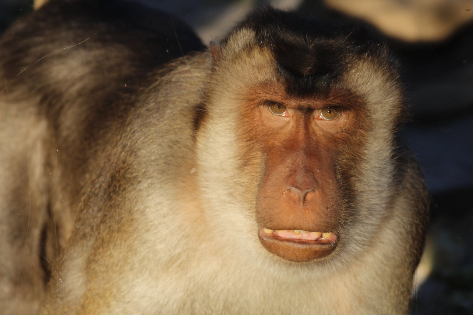 Southern Pig-Tailed Macaque