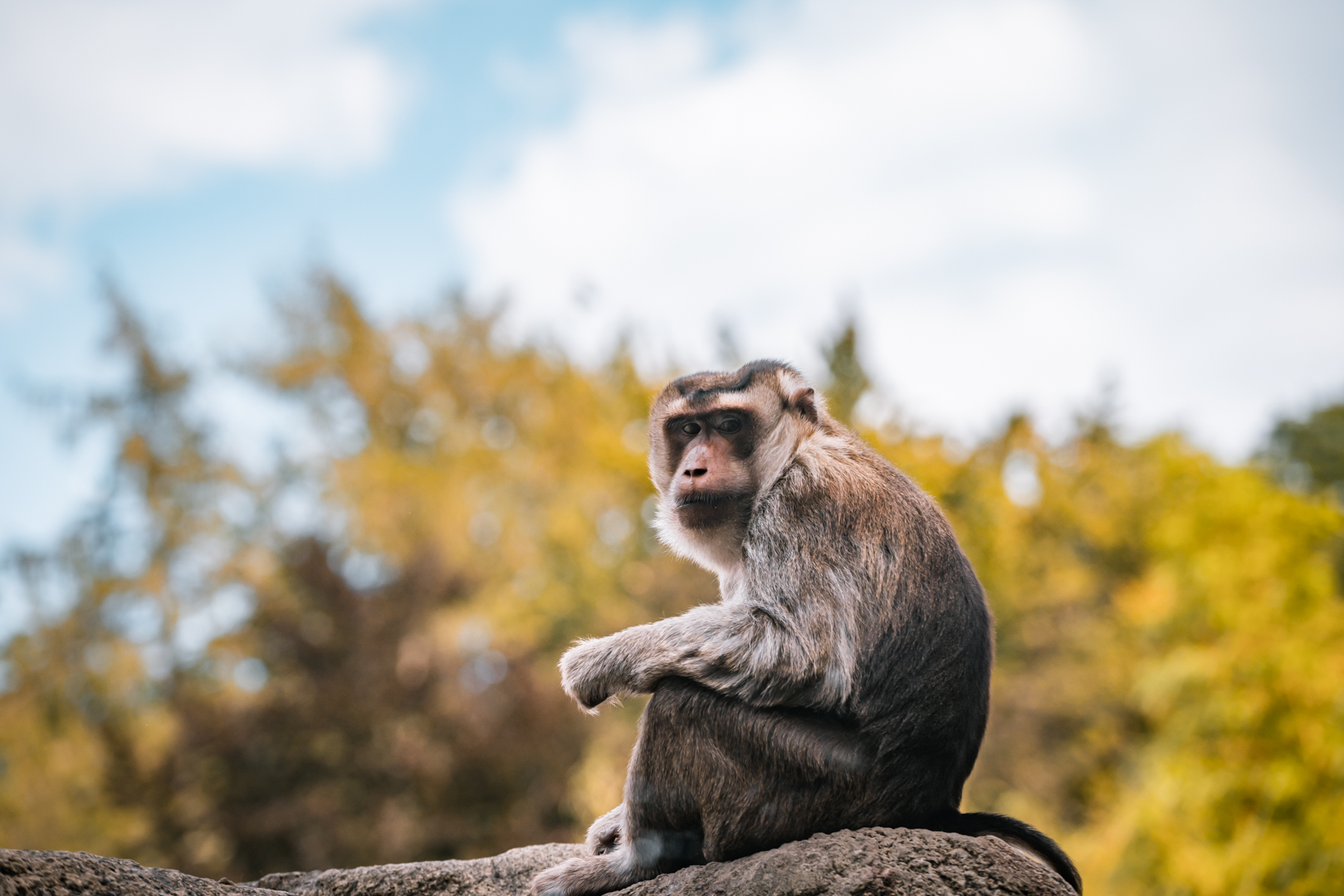 Southern Pig-Tailed Macaque