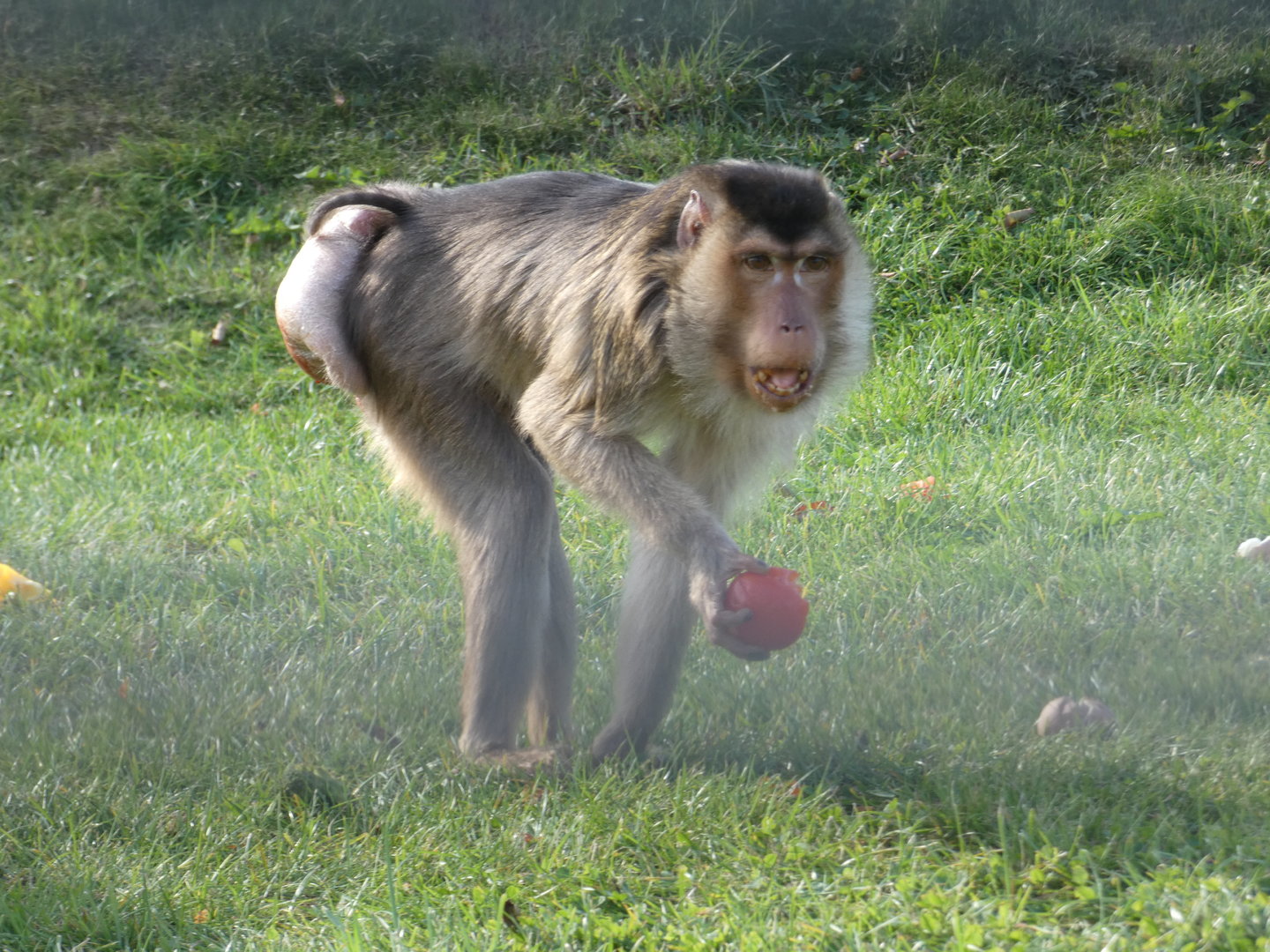 Southern pig-tailed macaque