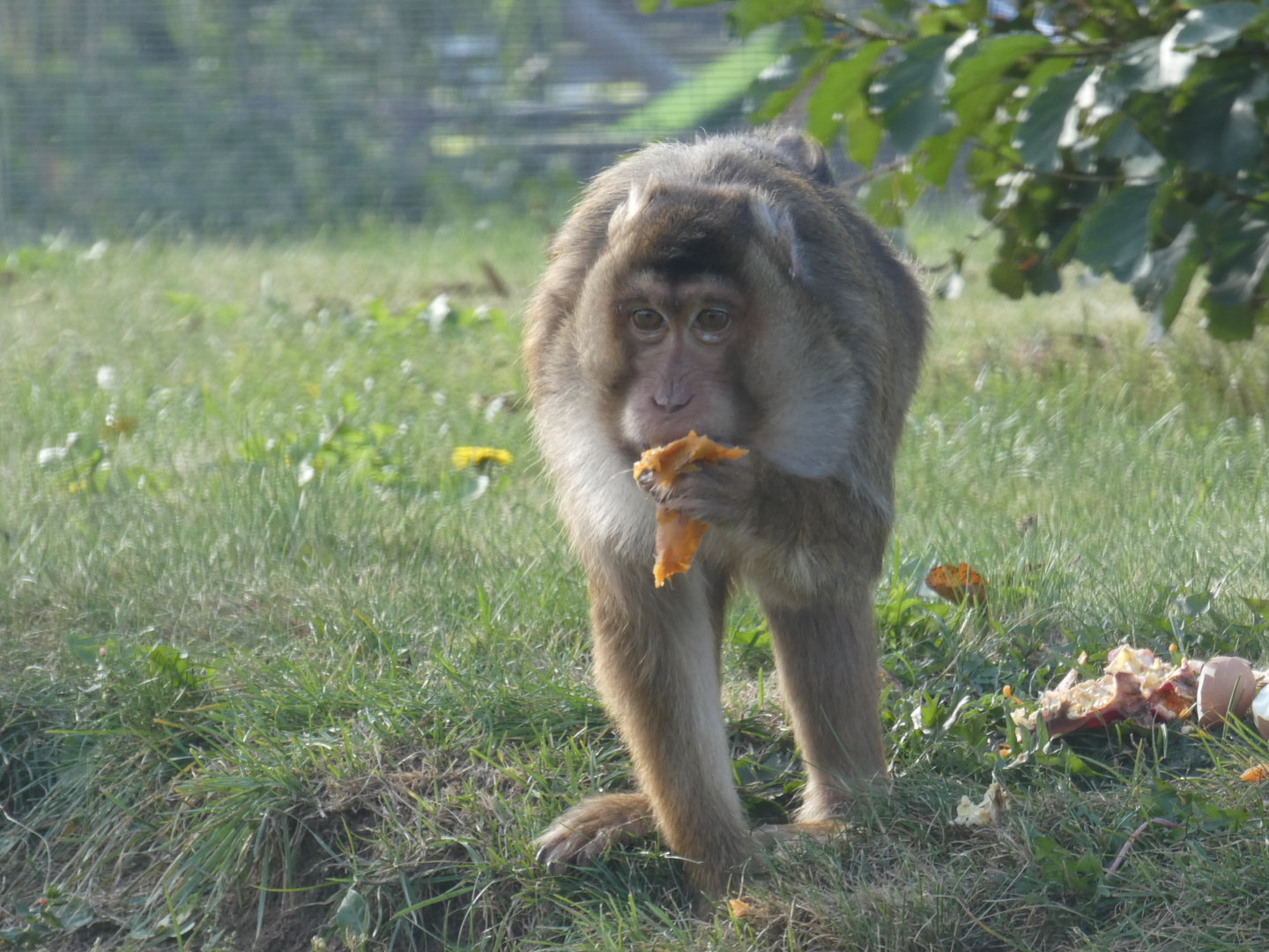 Southern pig-tailed macaque