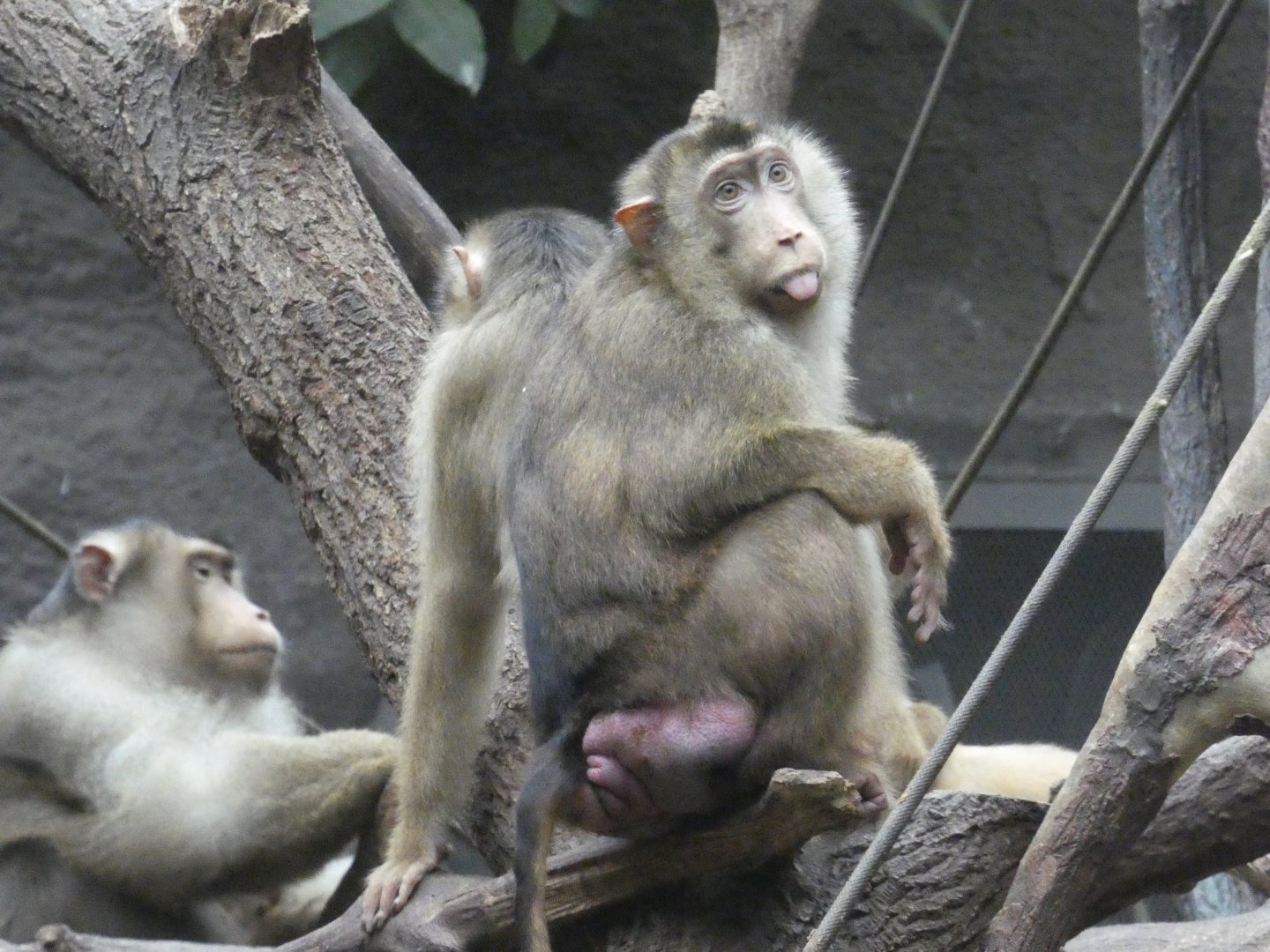 Southern pig-tailed macaque