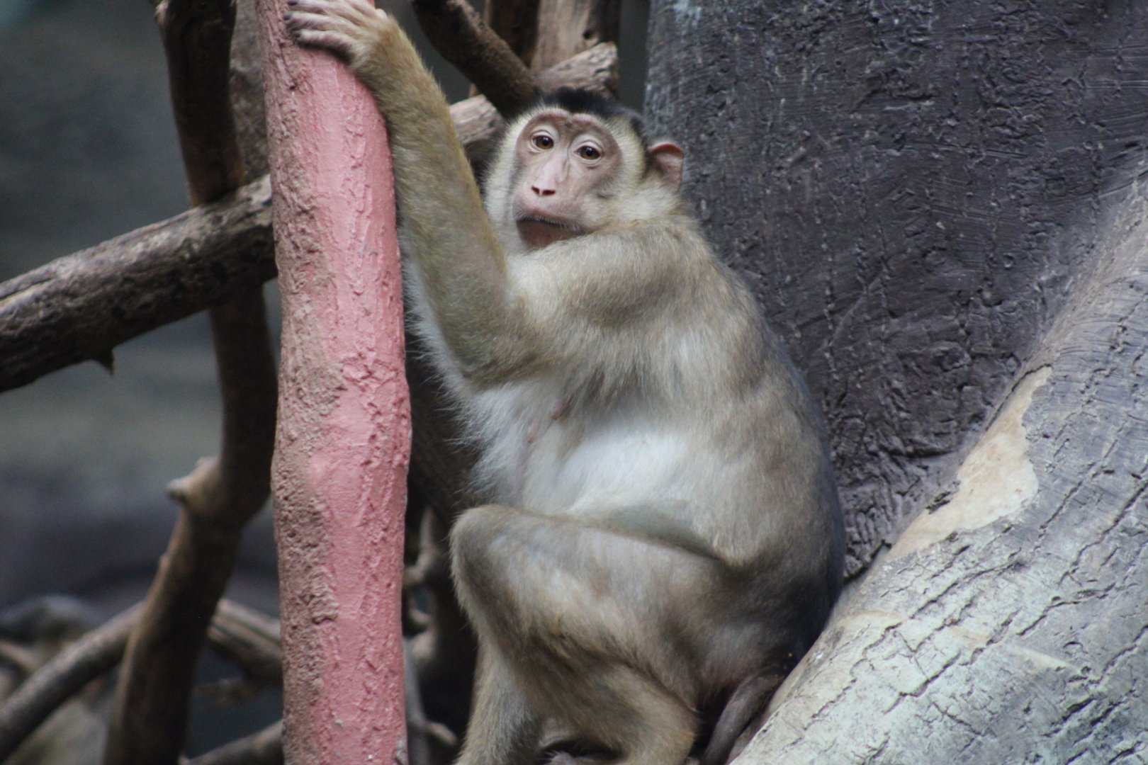 Southern Pig-tailed macaque