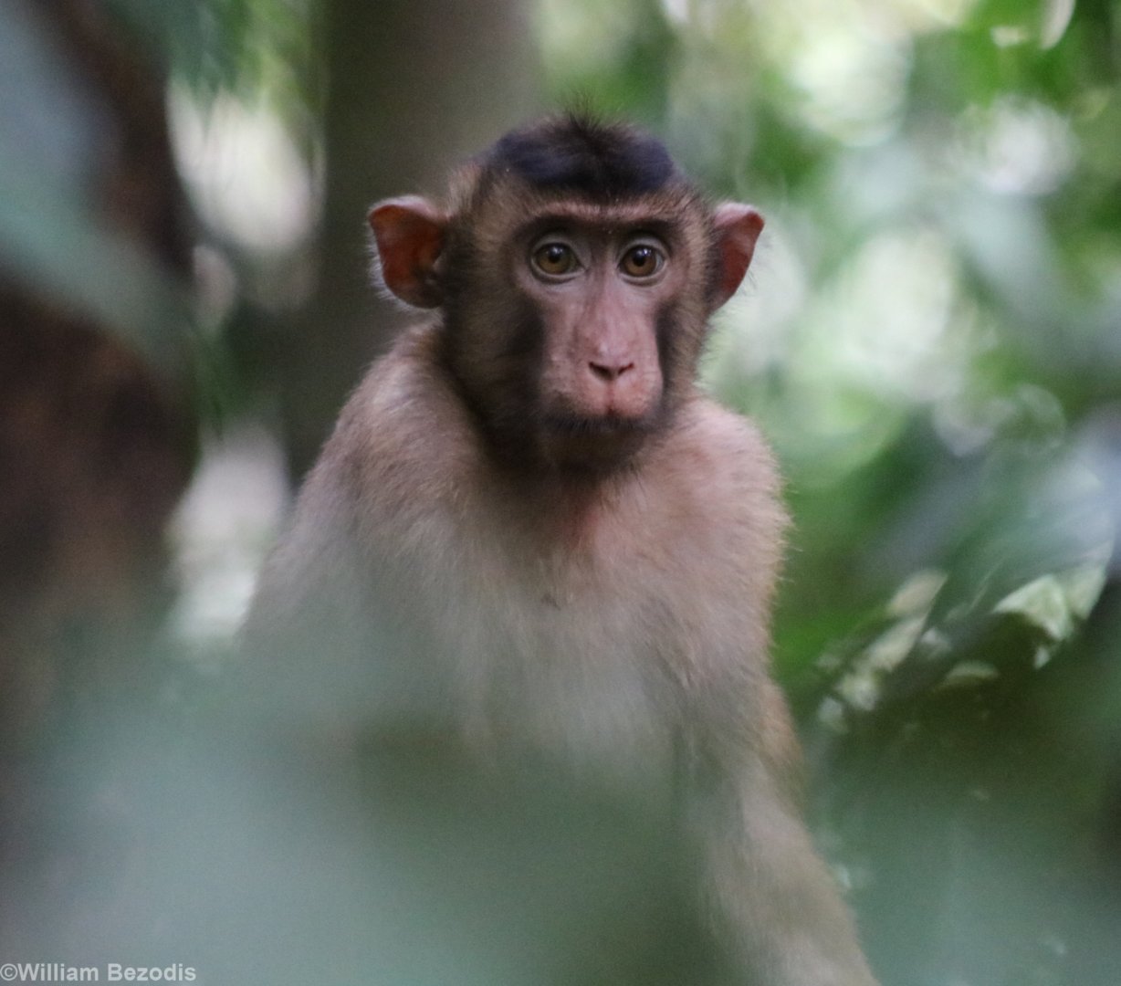 Southern Pig-tailed Macaque