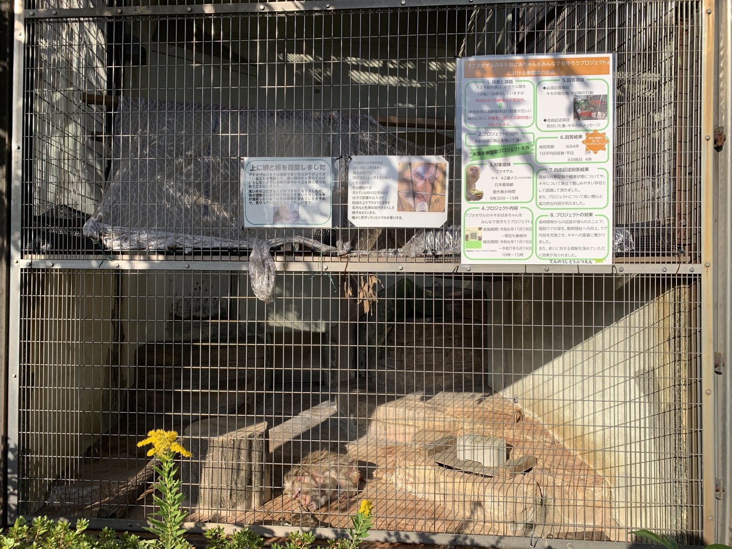 Southern Pig-tailed Macaque