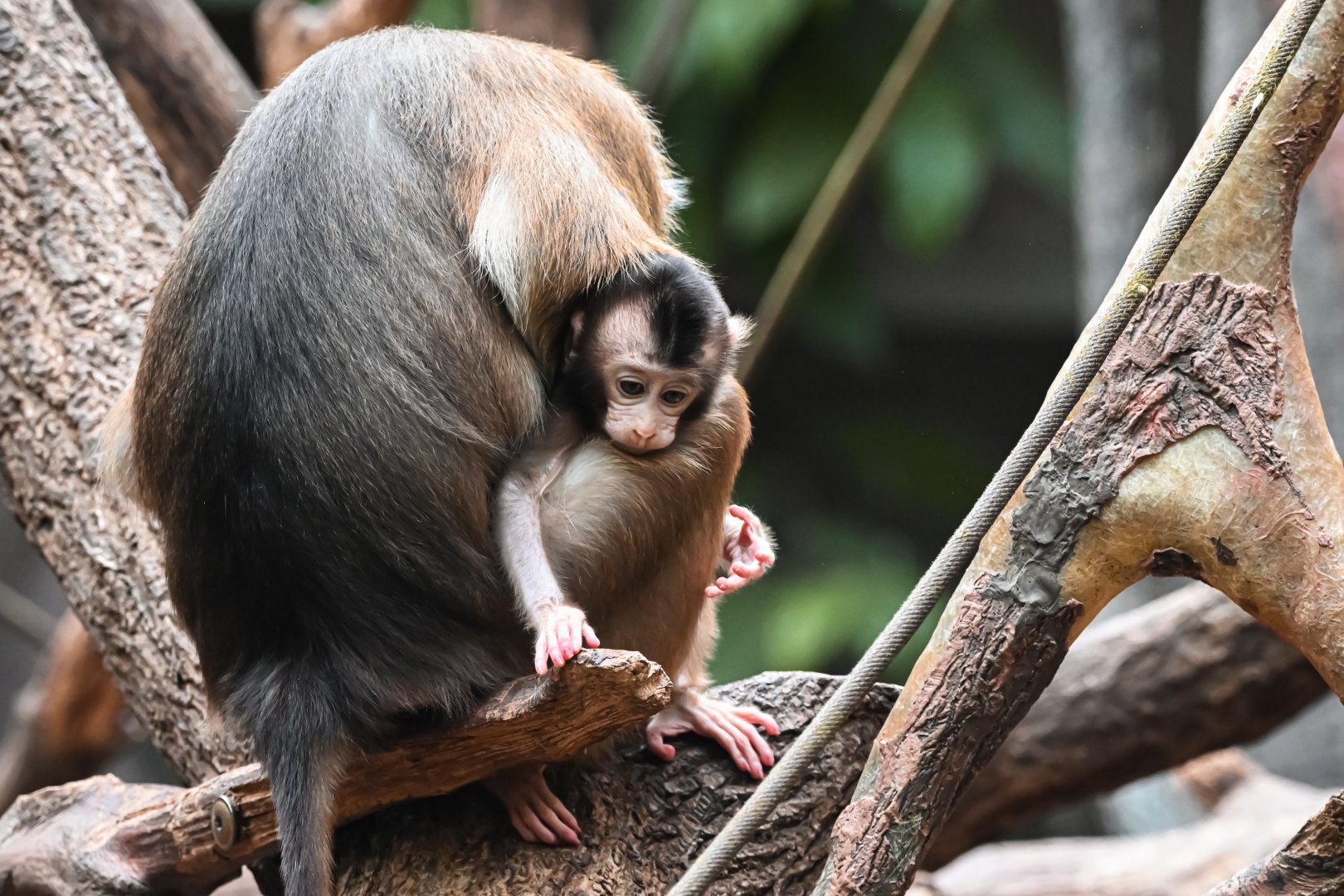 Southern pig-tailed macaques